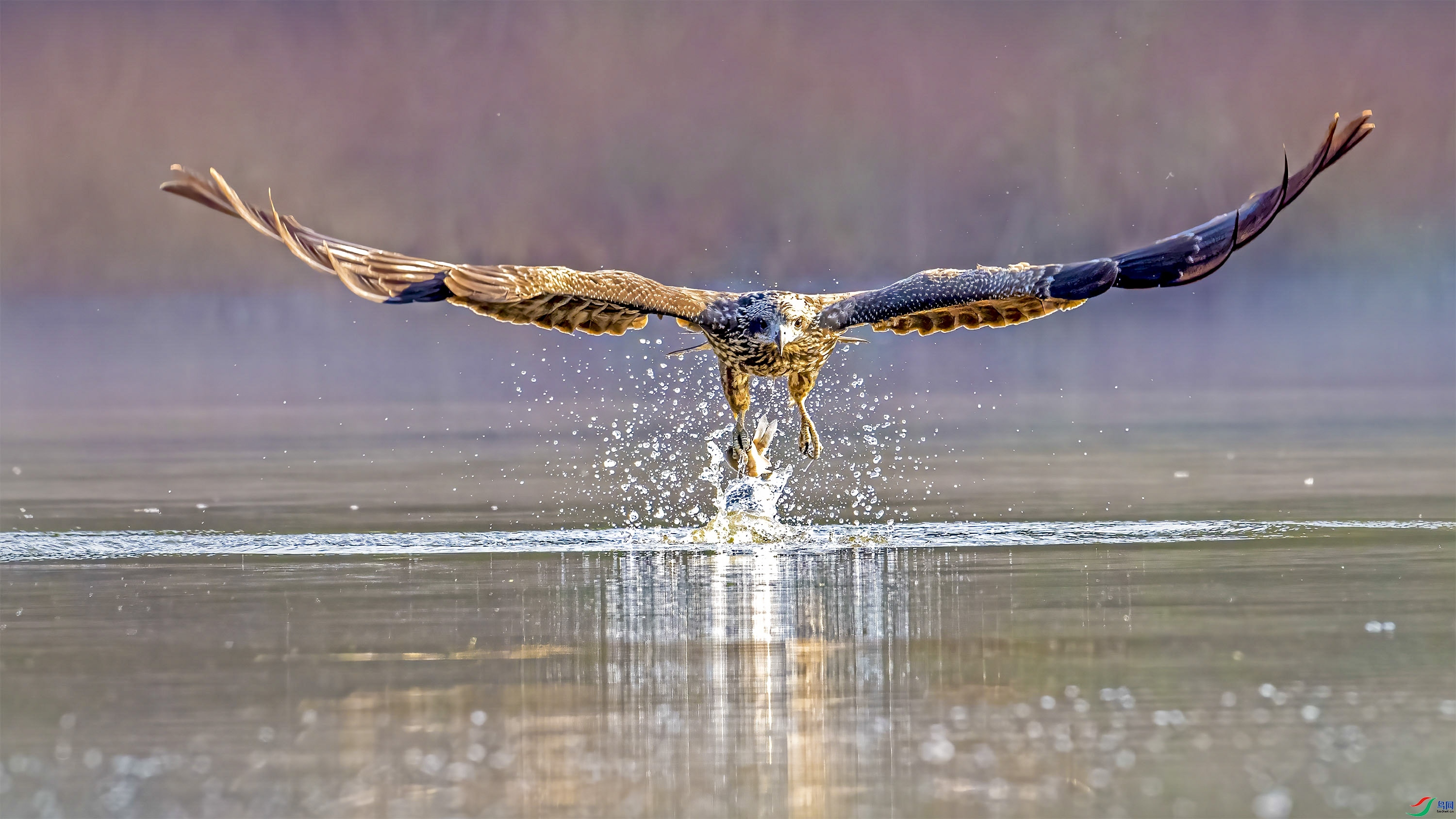 ����һ�ַ� ���� wh�ϳ� �ܶ�.jpg