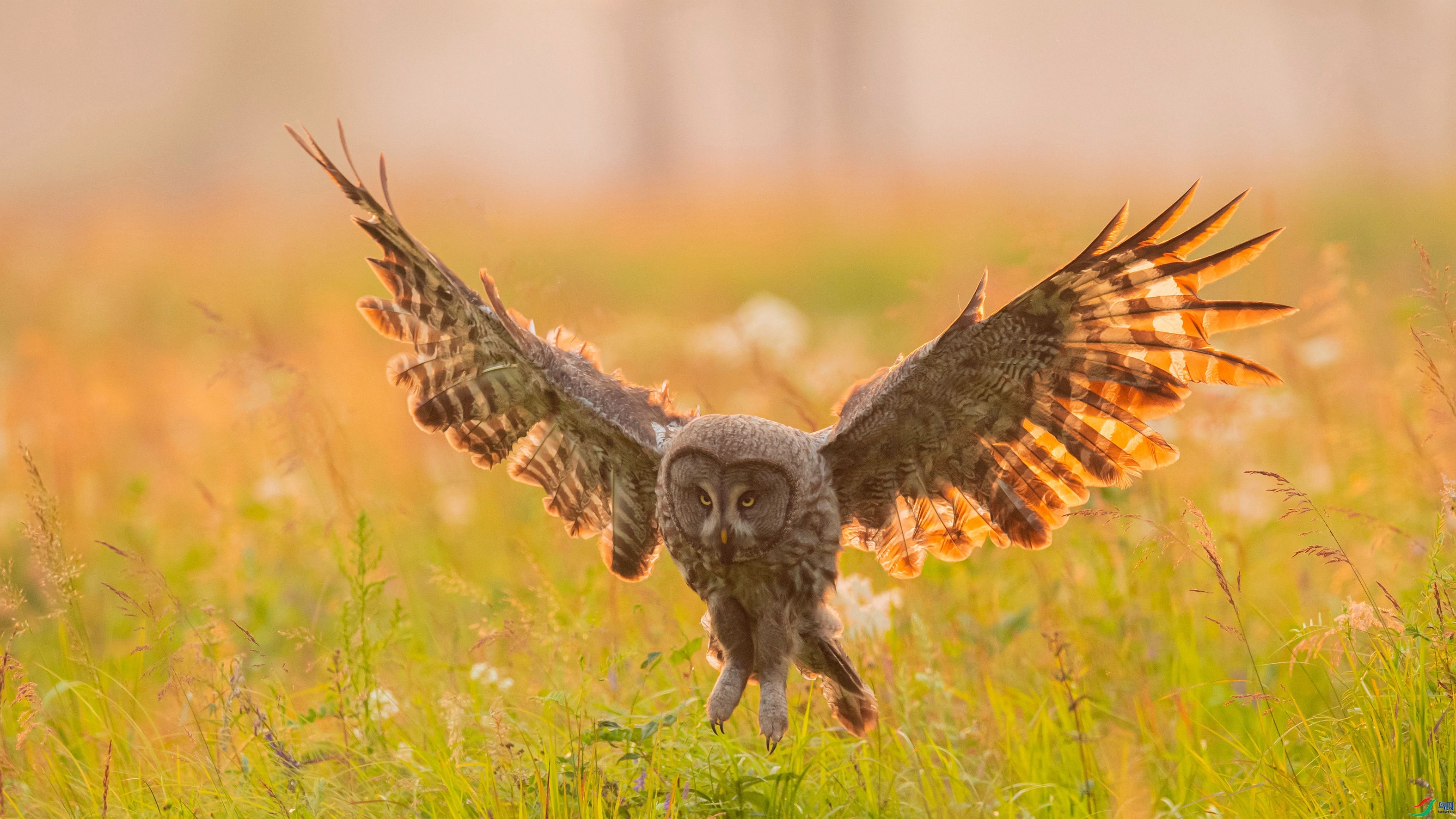 רע ���� �����ү �ܶ�.jpg