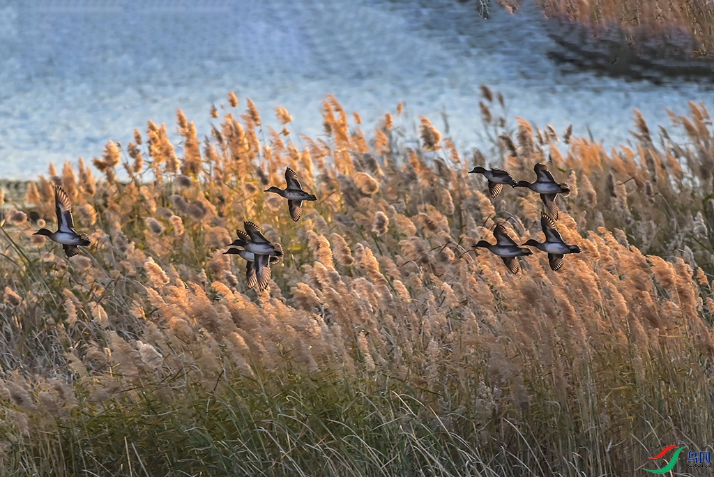 DSC_9596 ����.jpg