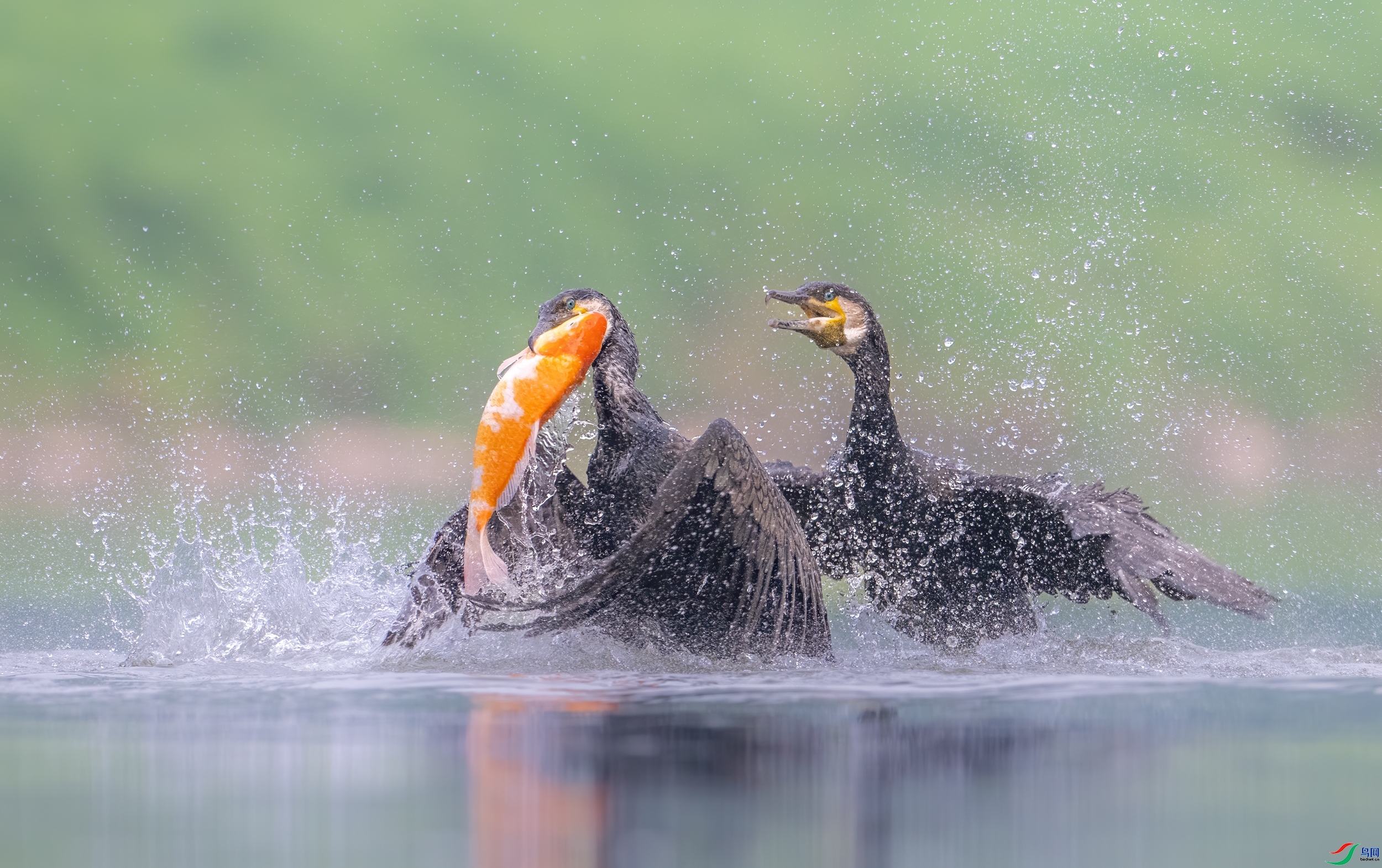 ��ʳ ���� ��Ͽ֮�� ����.jpg