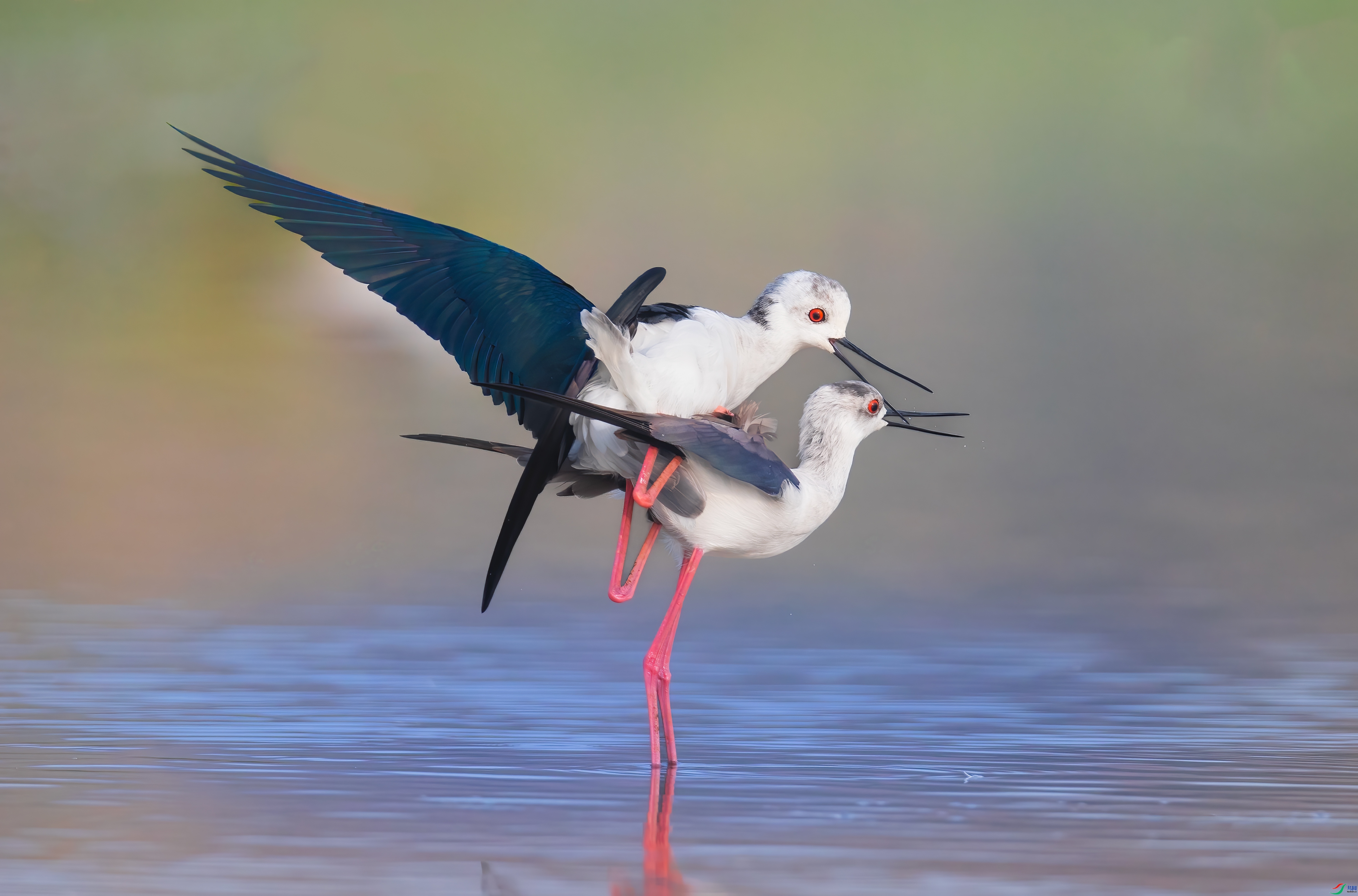 ˫���̲�  ���� С���� ����.jpg