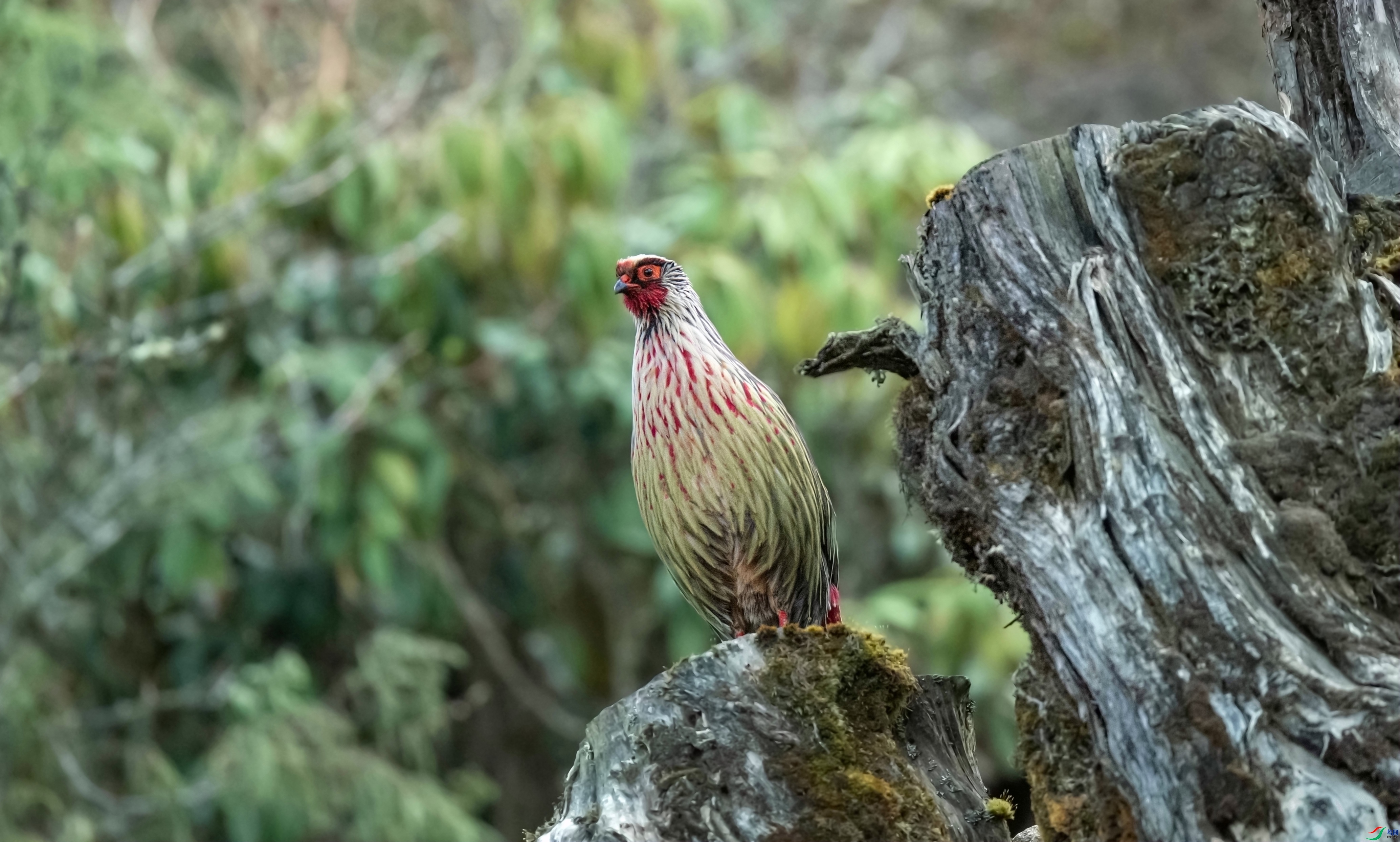 �Ǹ���Զ�Ĳ�Ѫ�� ���� СС�ո� ����.jpg