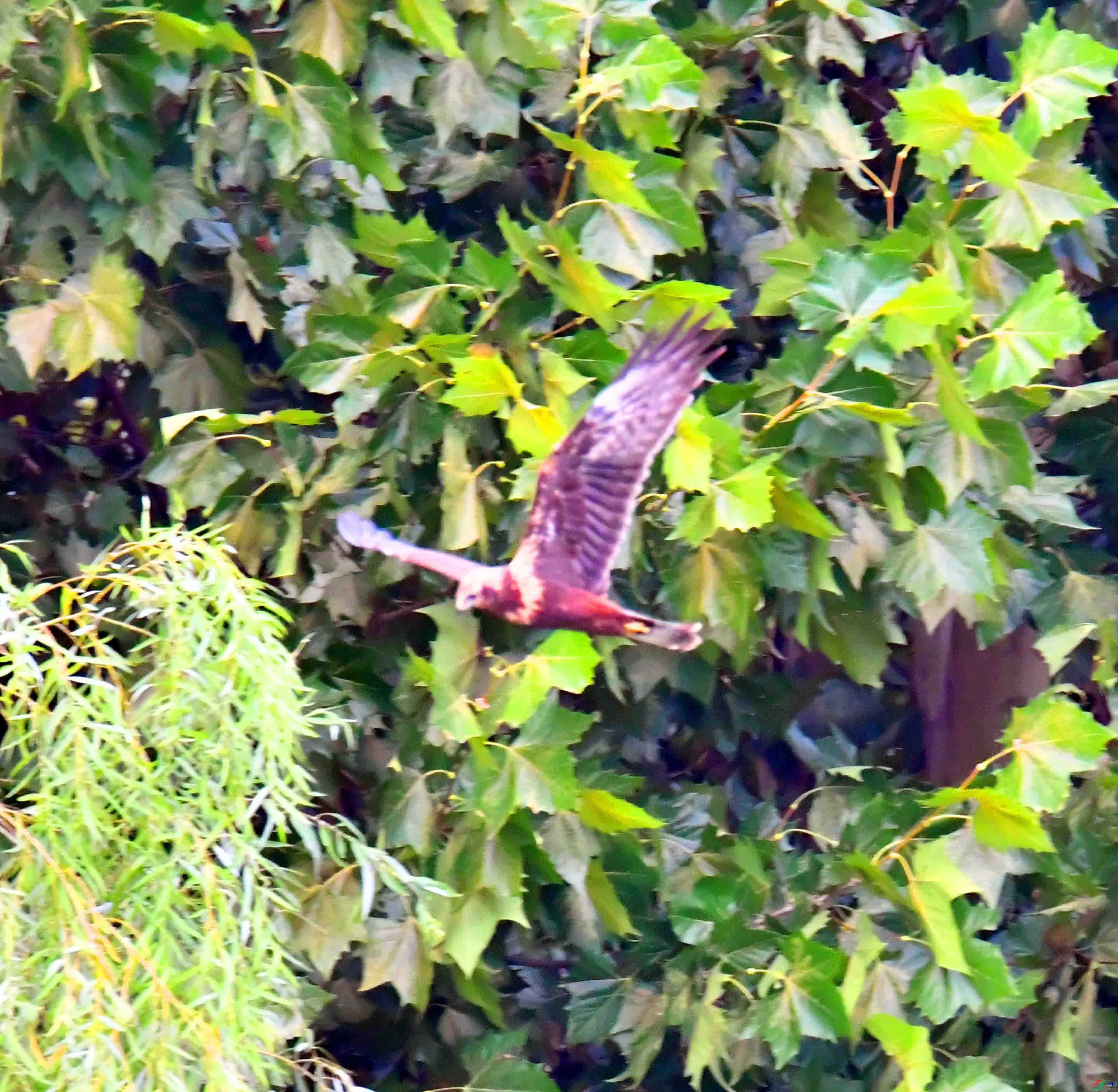 DSC_7775.JPG