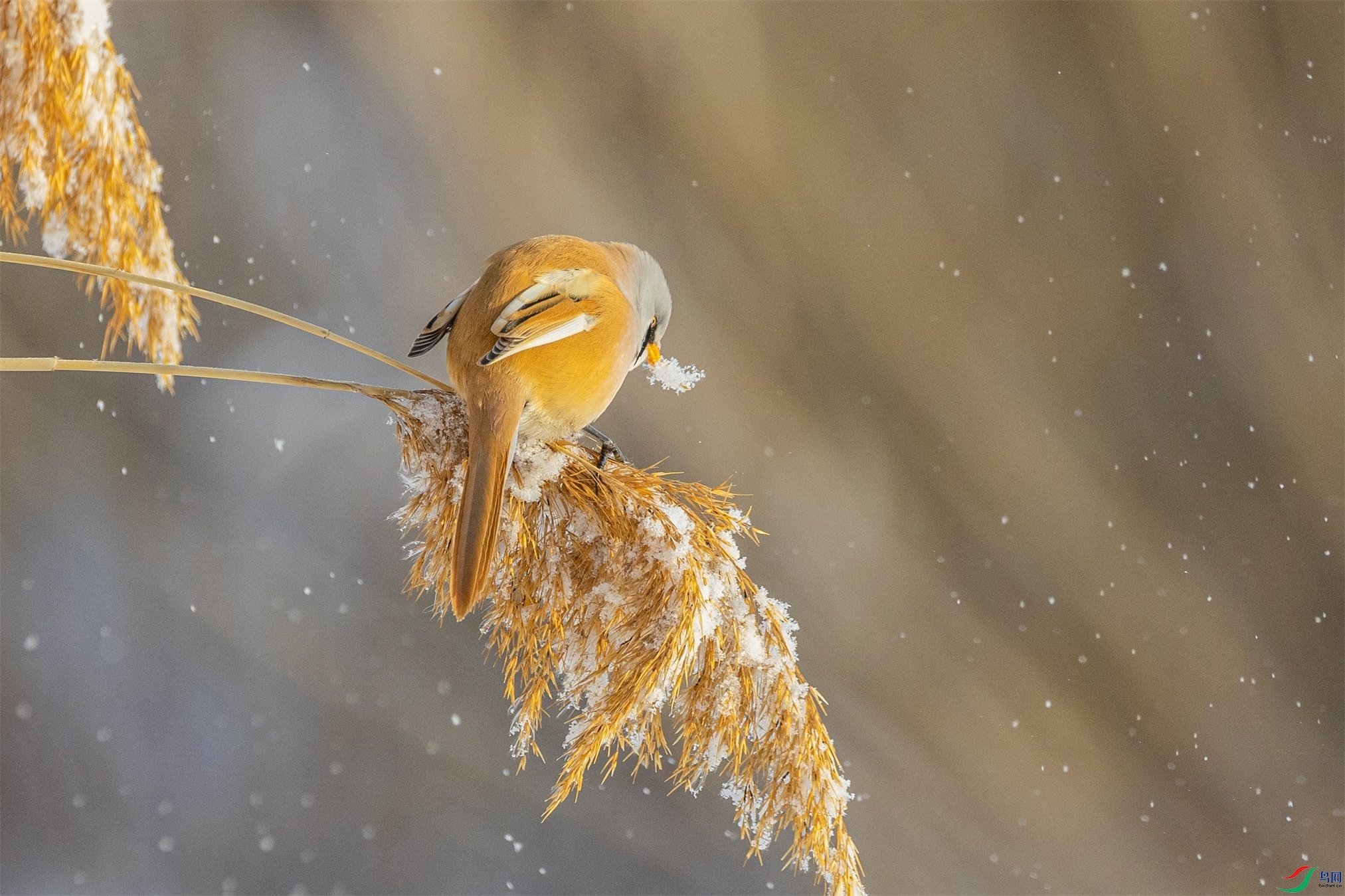 1K3A1124 ����1.jpg