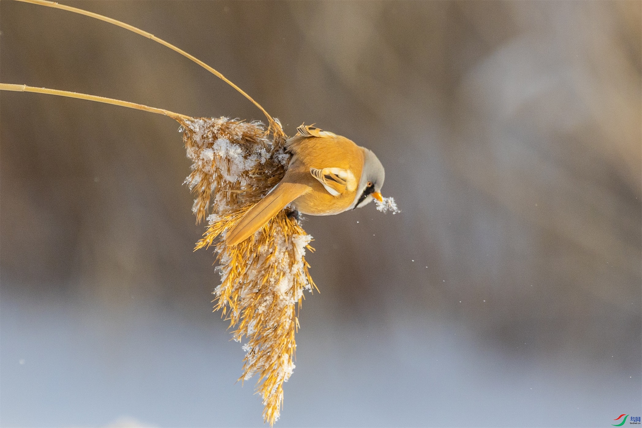 1K3A1192 ����1.jpg