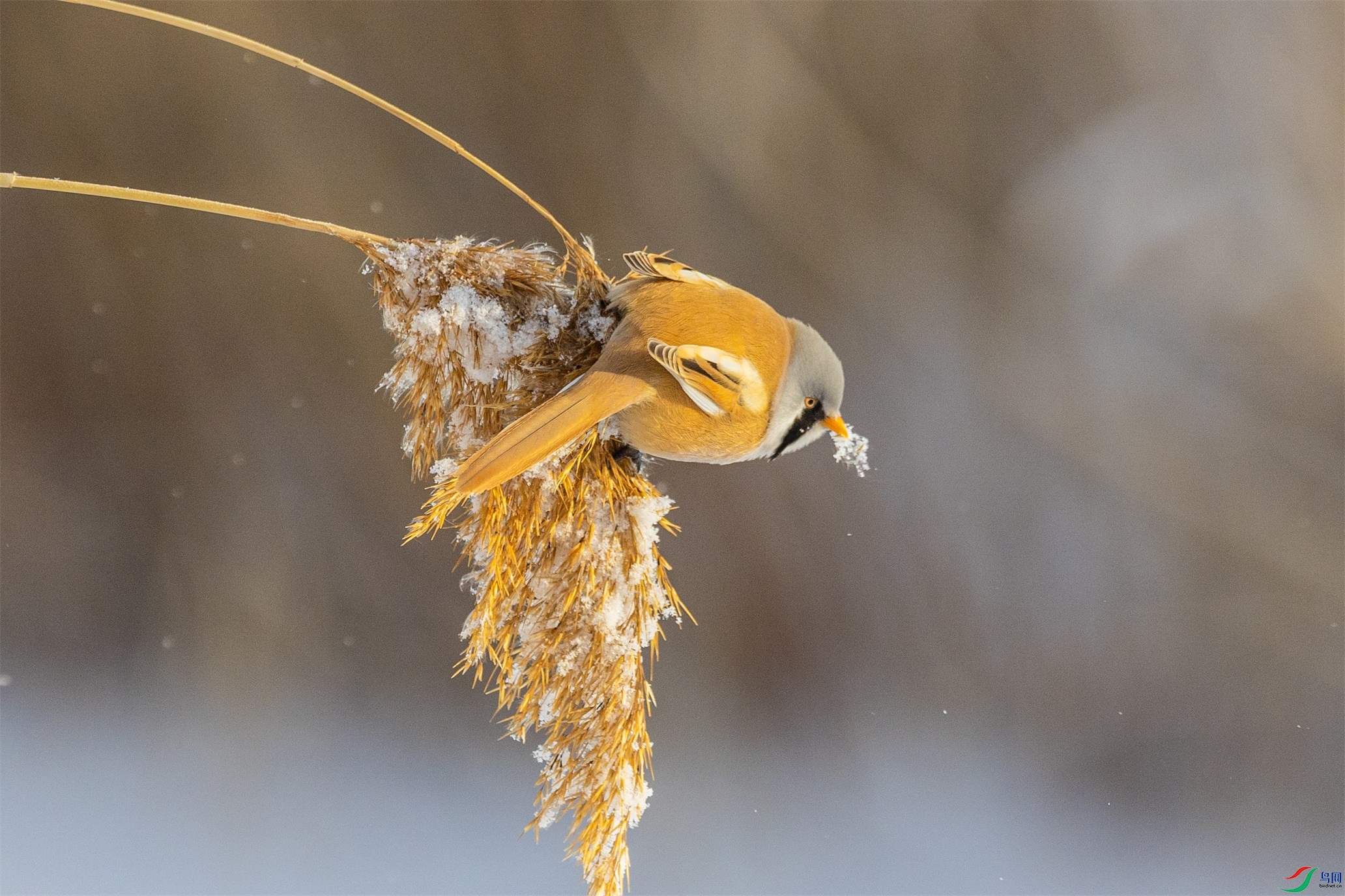 1K3A1196 ����1.jpg