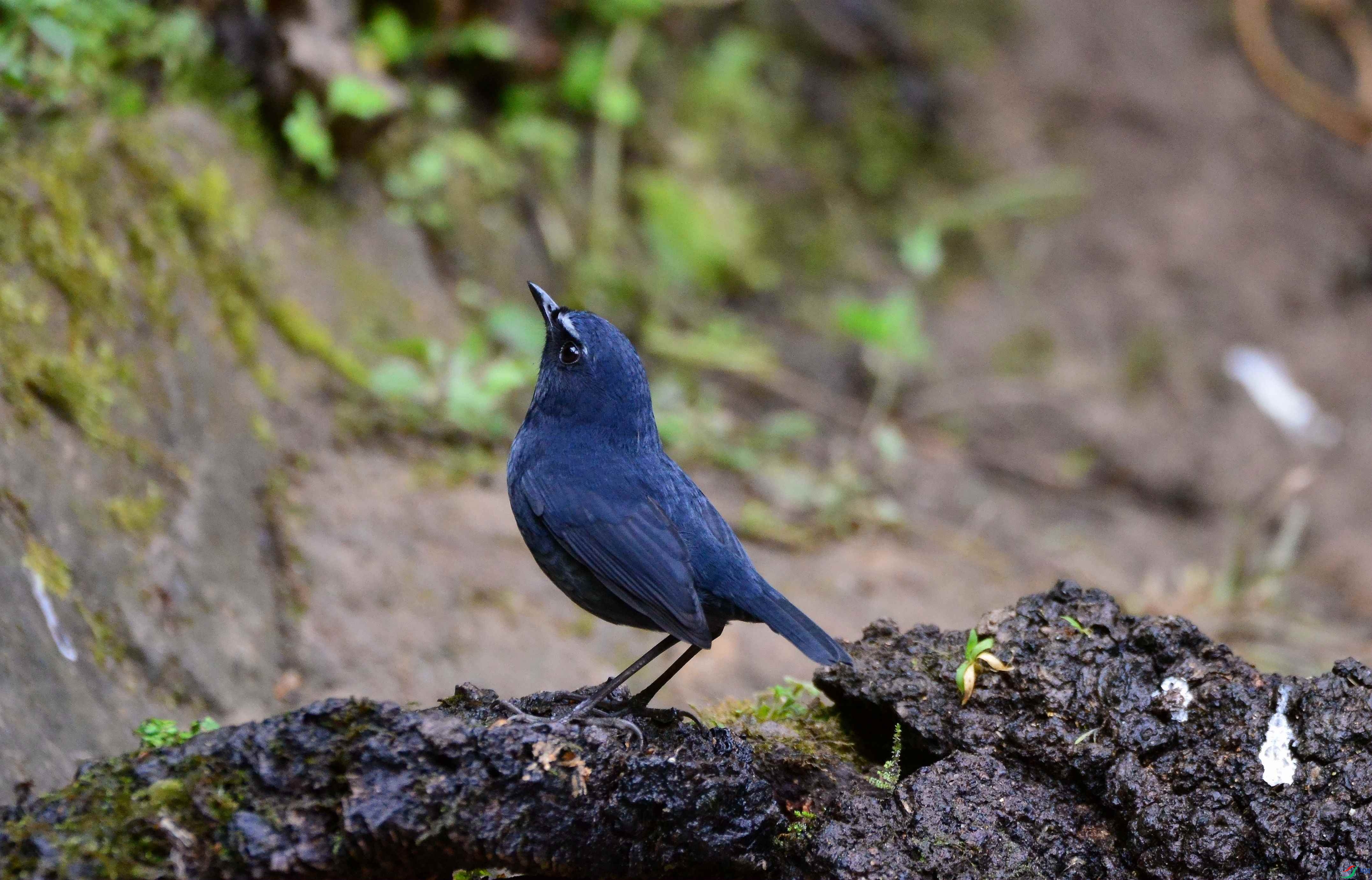 DSC_7194.JPG
