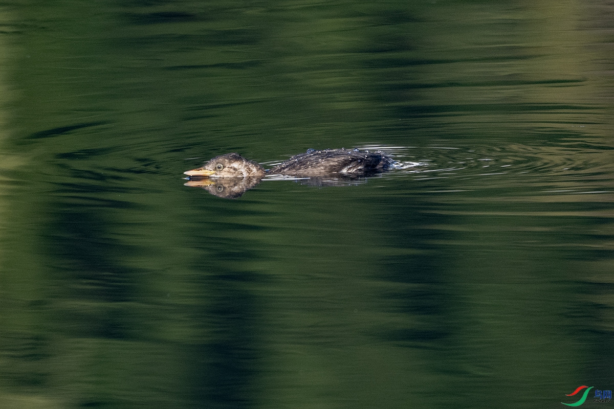 DSC_0932--.jpg