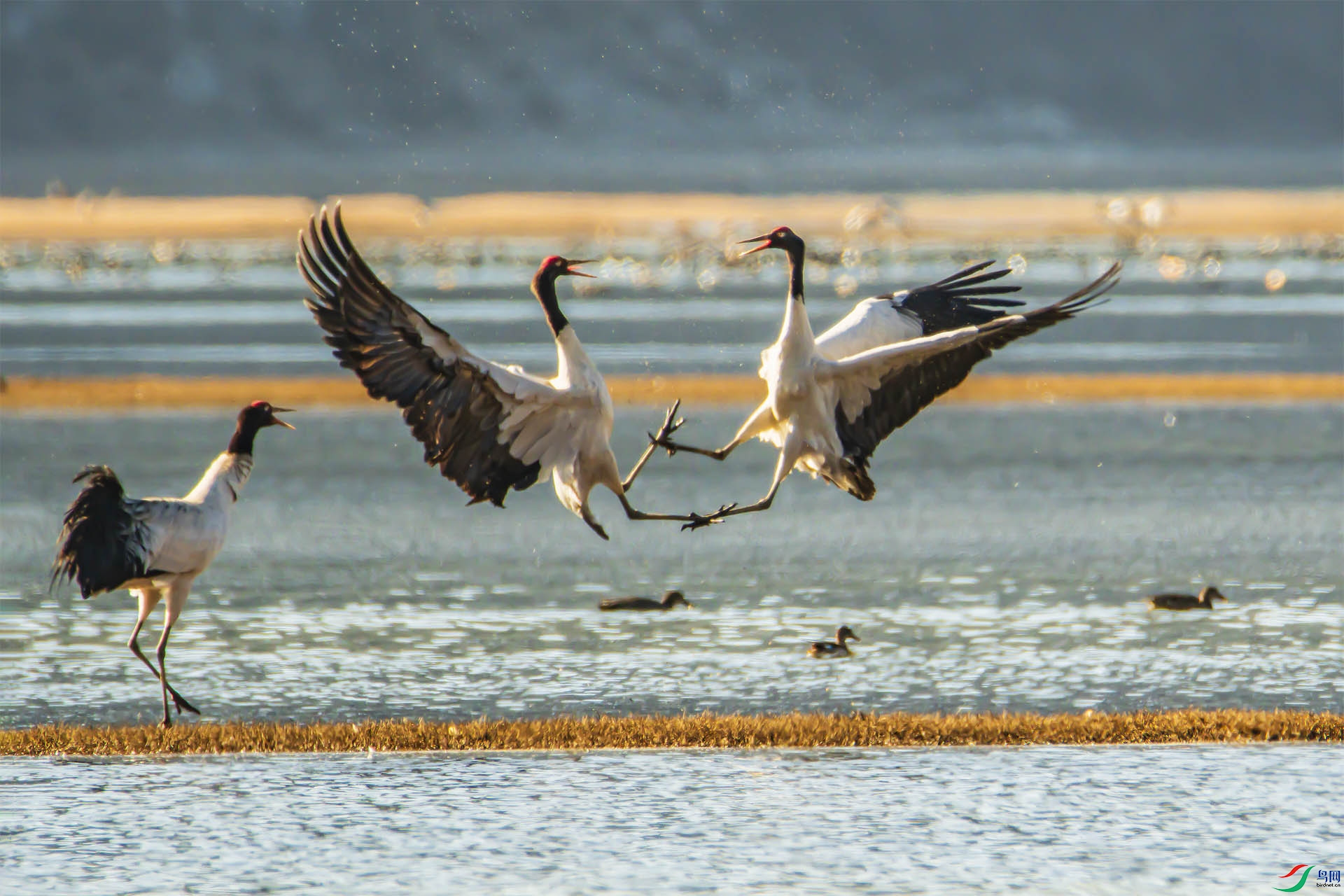 DSC_8054-1`.jpg