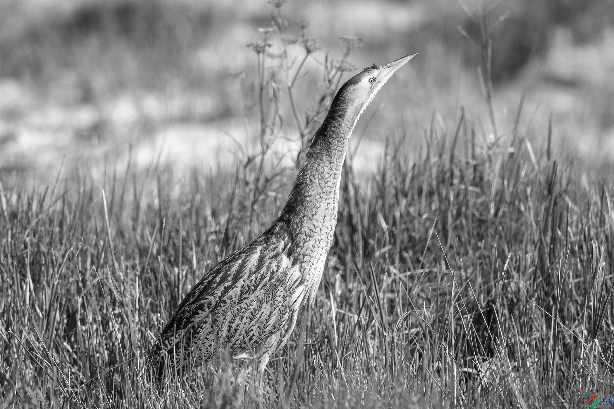 DSC_84480.jpg
