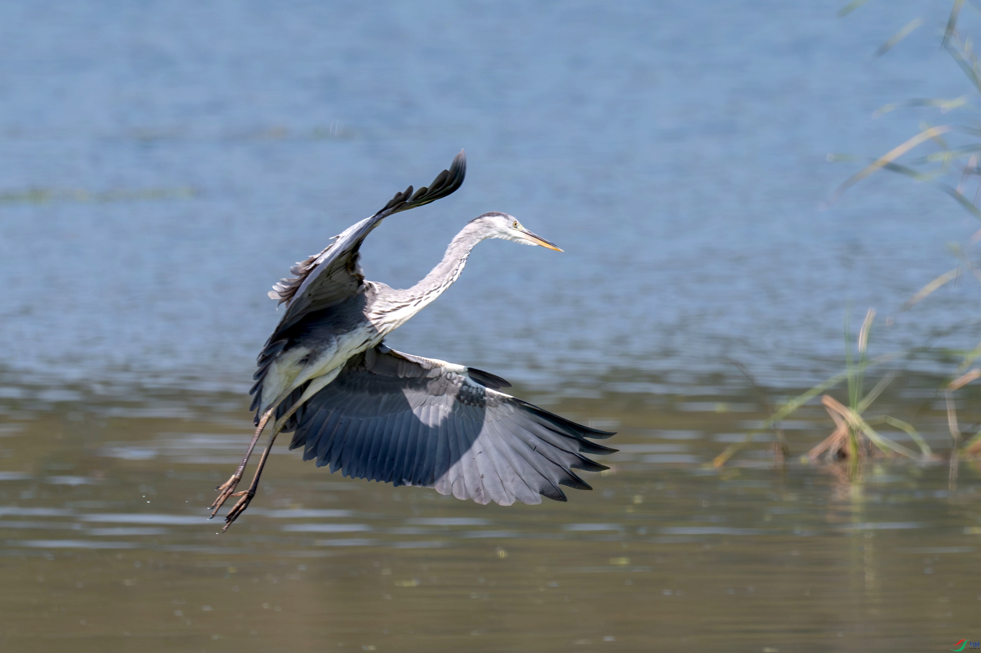 DSC_7936.jpg