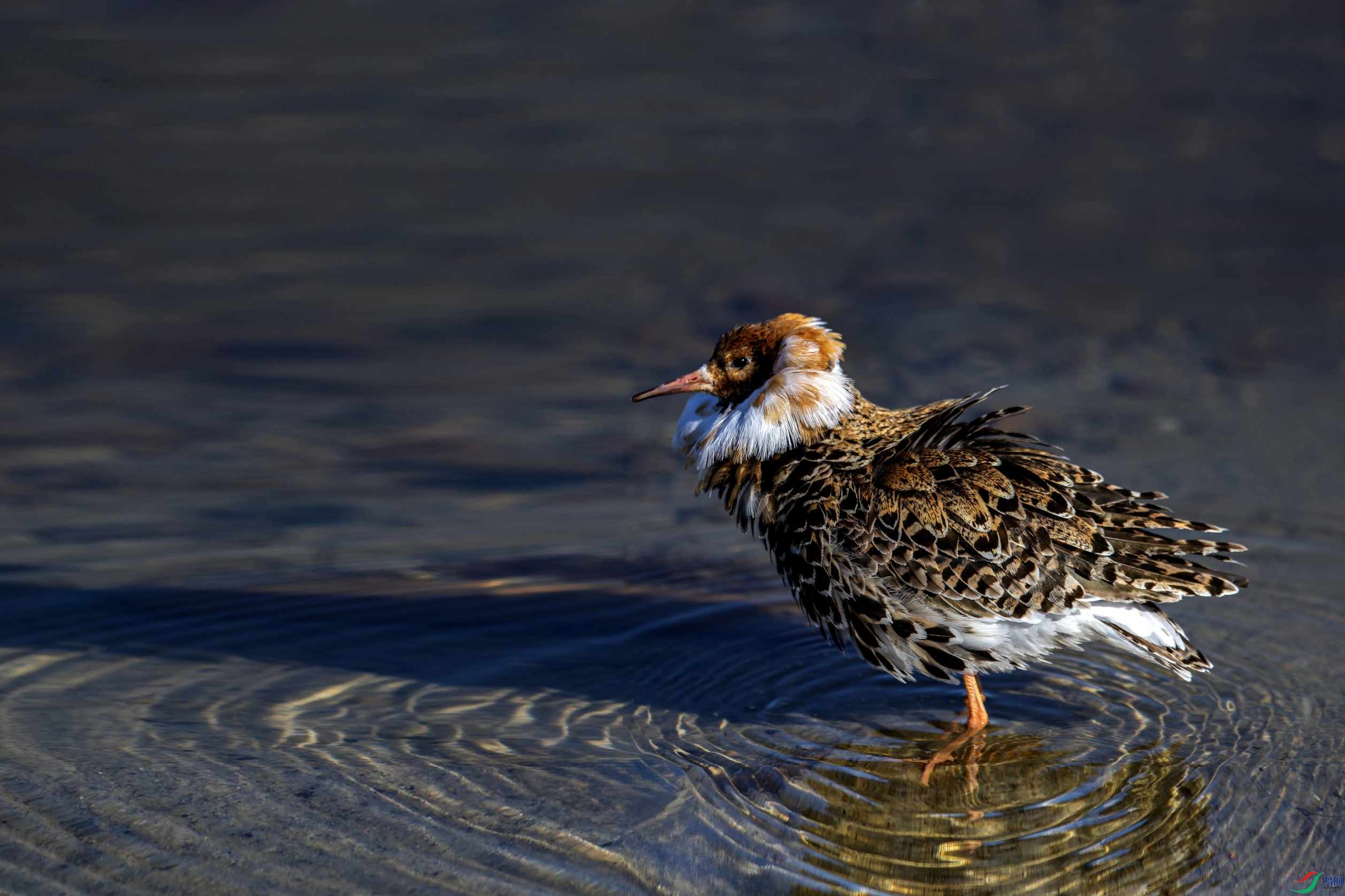 ������  (3)-01-1.jpg