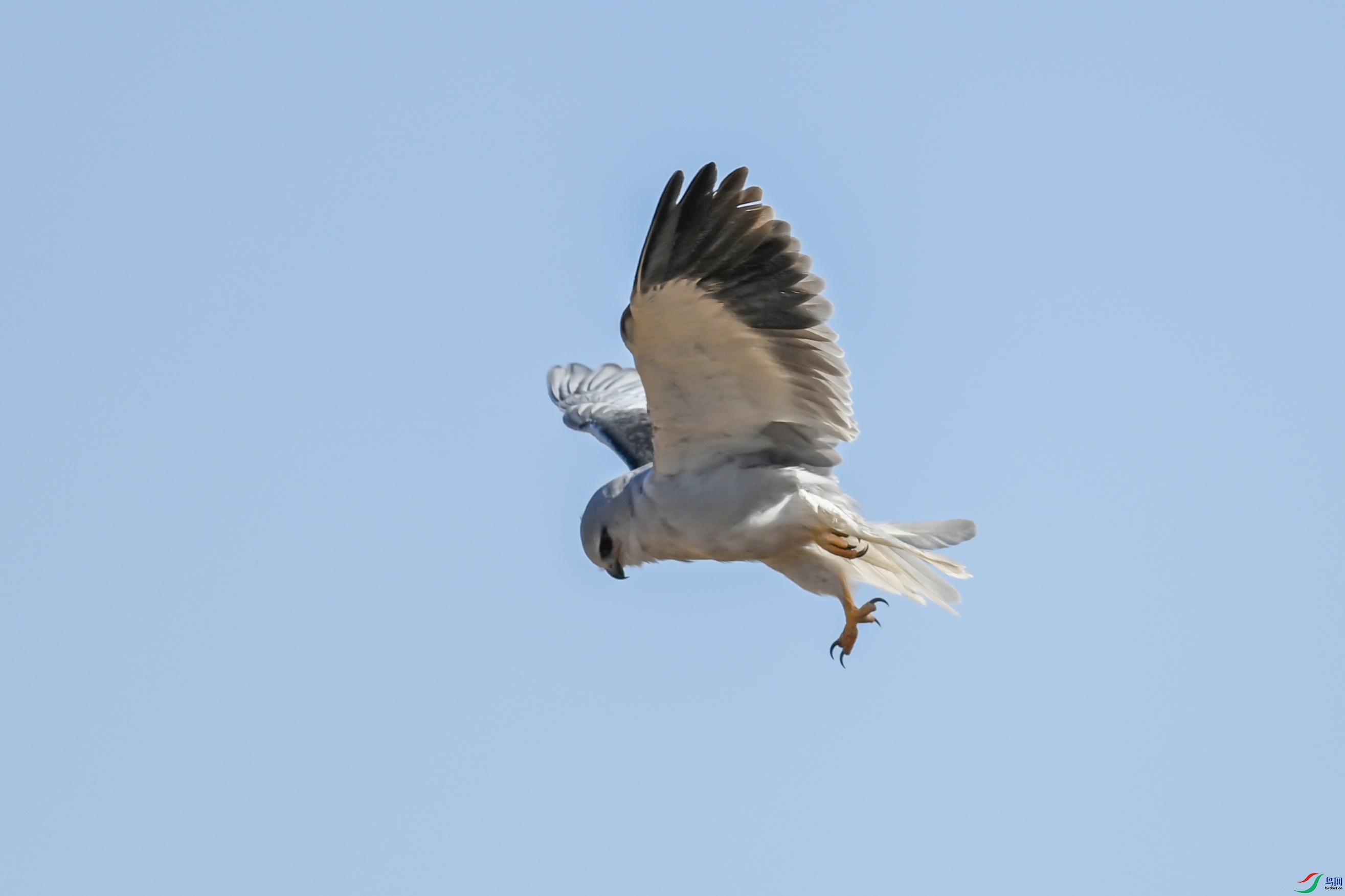 DSC_2085.jpg