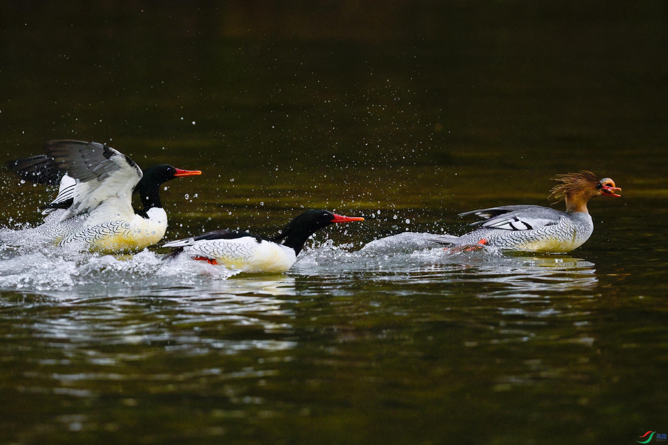_DSC8720x.jpg