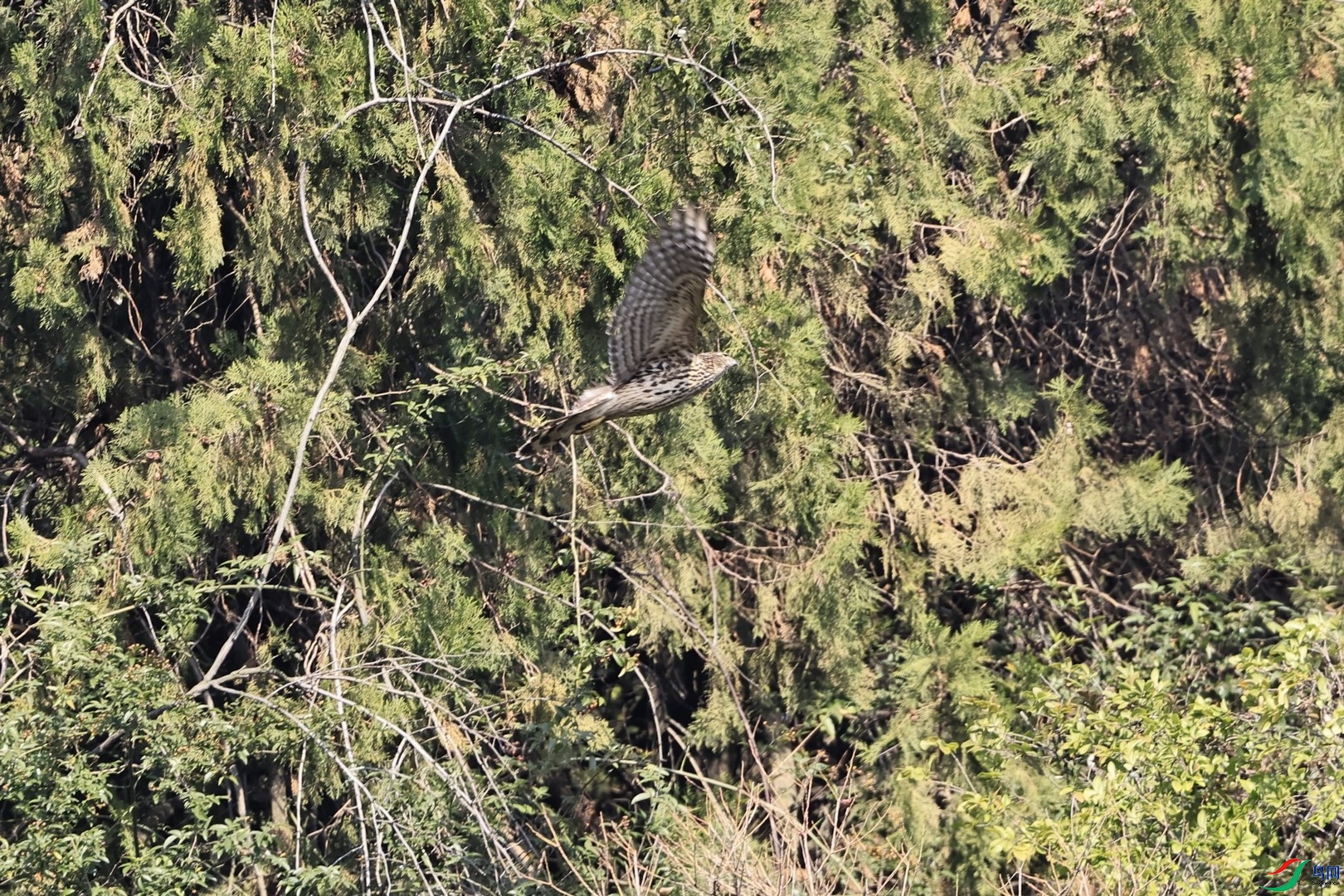 ��ӥ 2 _98A4793.jpg