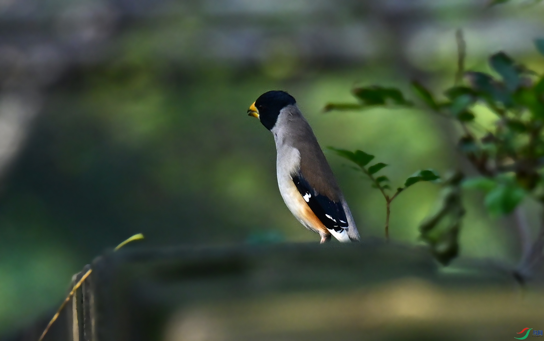 DSC_2010a.jpg