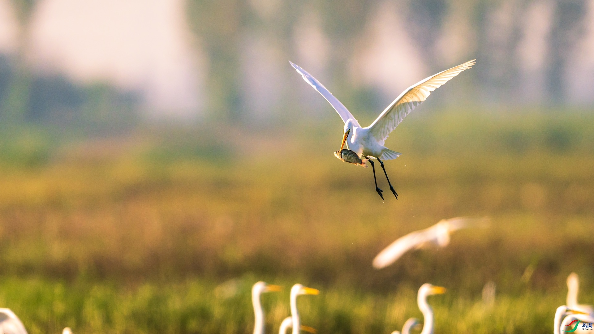 1DSC_1005 ����.jpeg