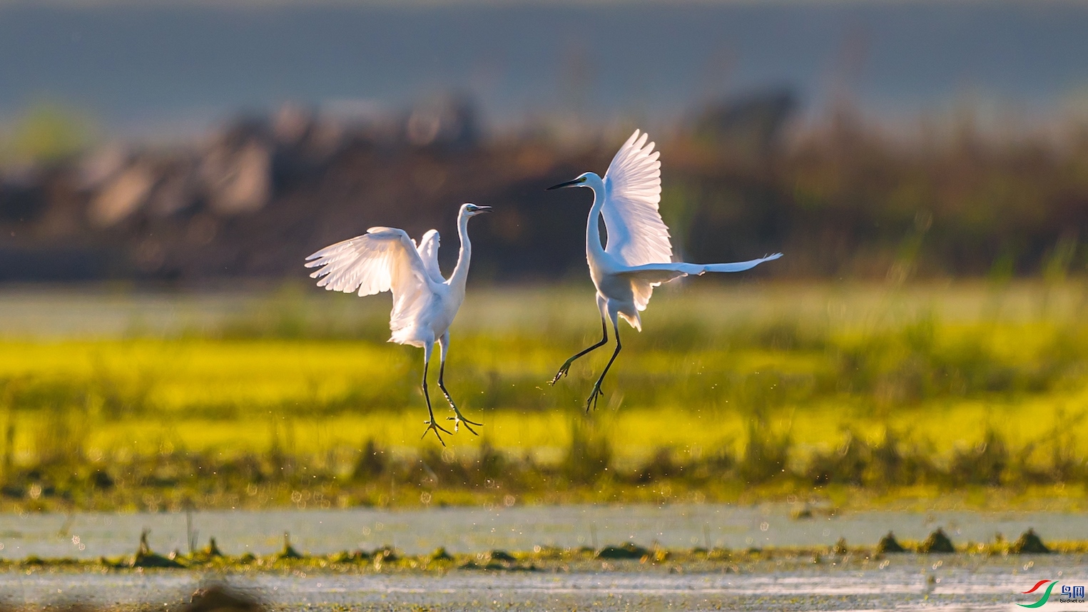 1DSC_1167 ����-1.jpeg