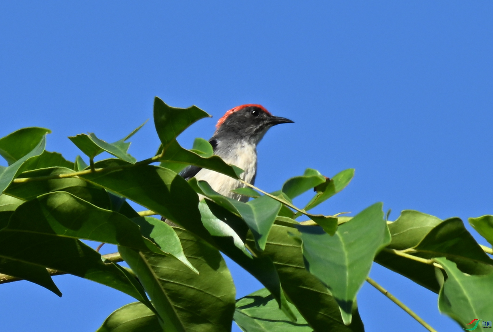 DSC_9878a.jpg