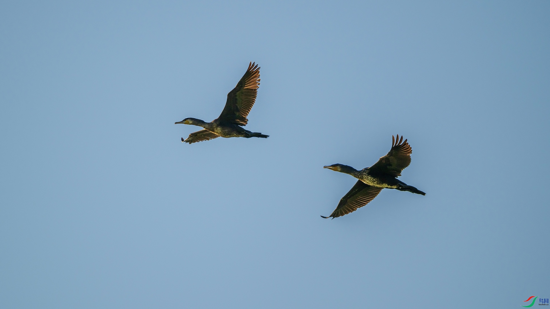 1DSC_1175 ����.jpeg