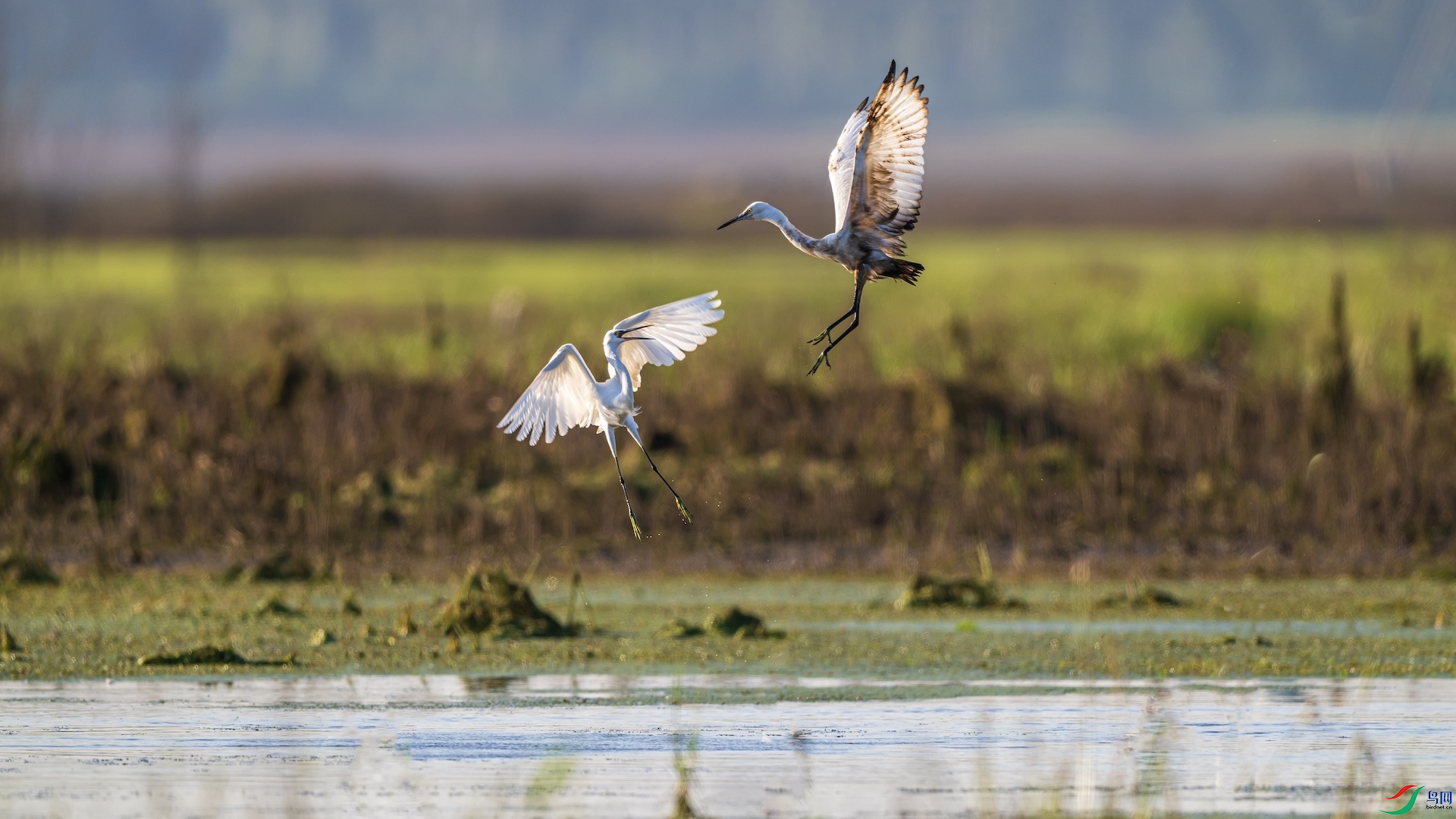 1DSC_1226 ����.jpeg