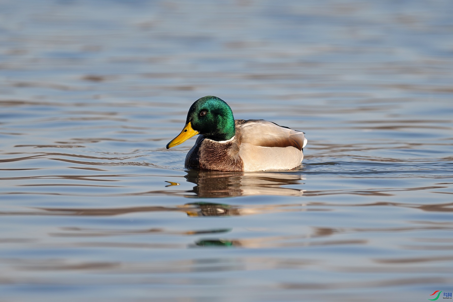 DSC_4952f.jpg