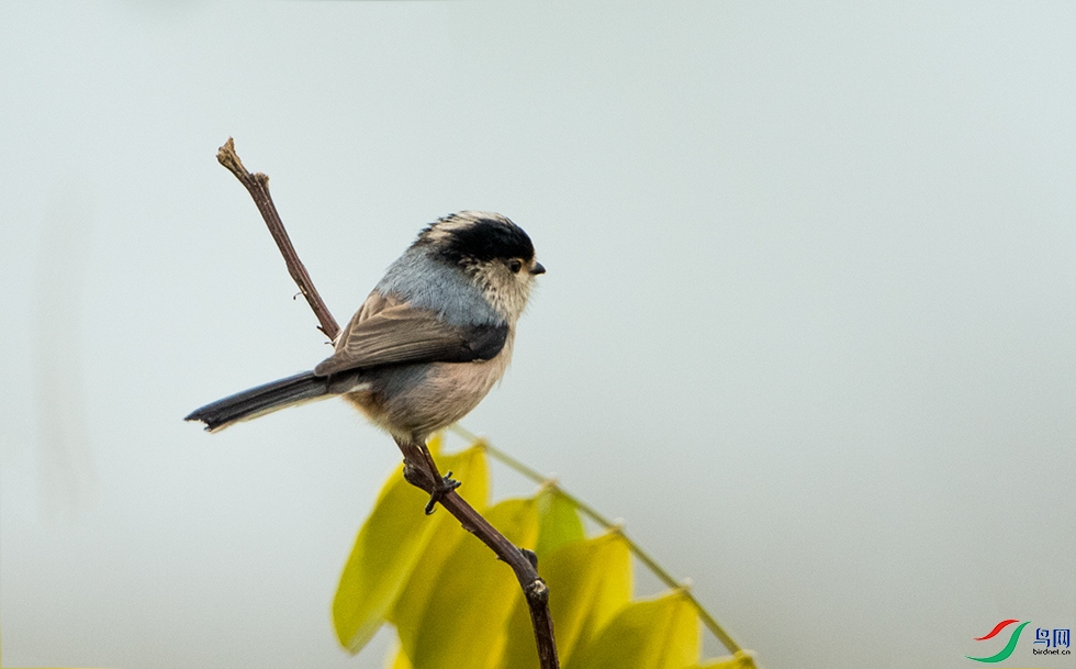 DSC_9135.jpg