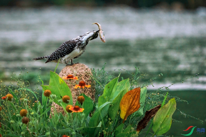 DSC06894 ����-1.jpeg