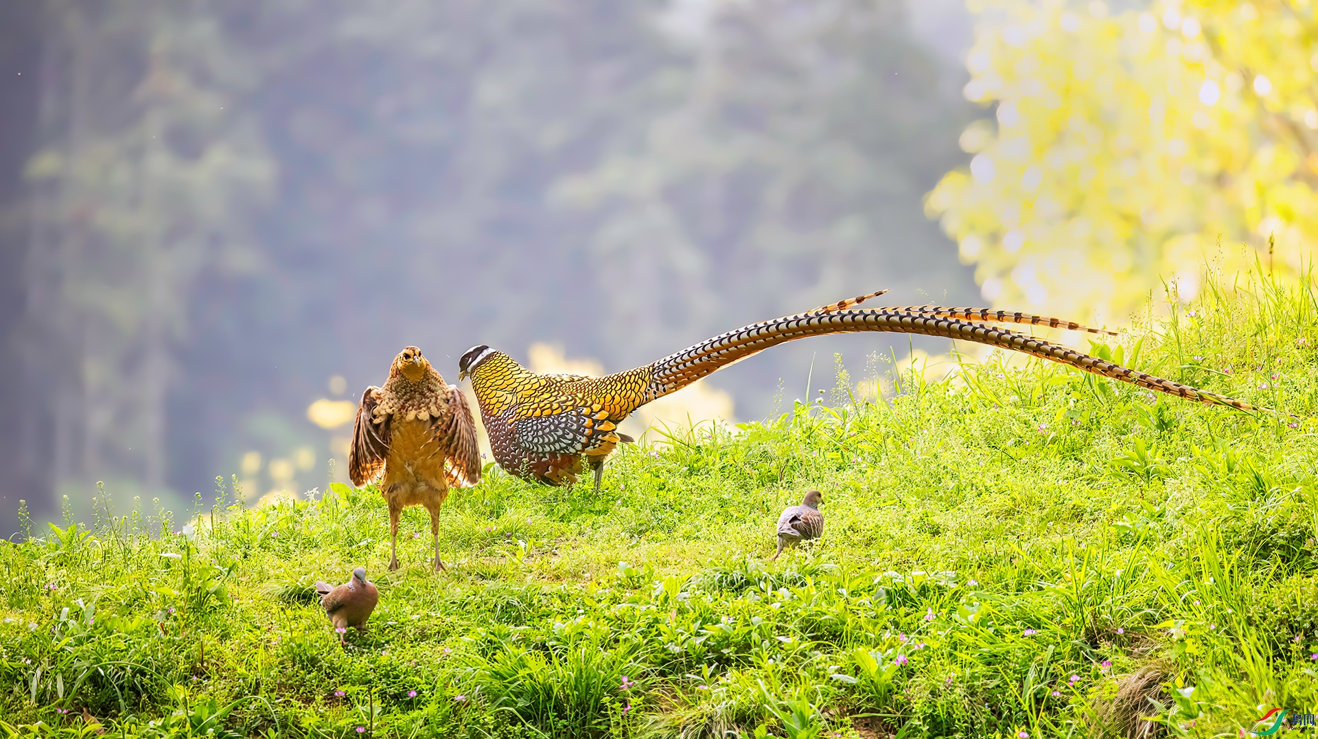 407A0460 ����-Sh---1 .jpg