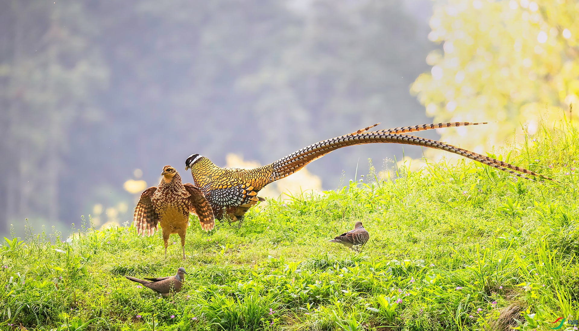 407A0465 ����-Sh---1 .jpg