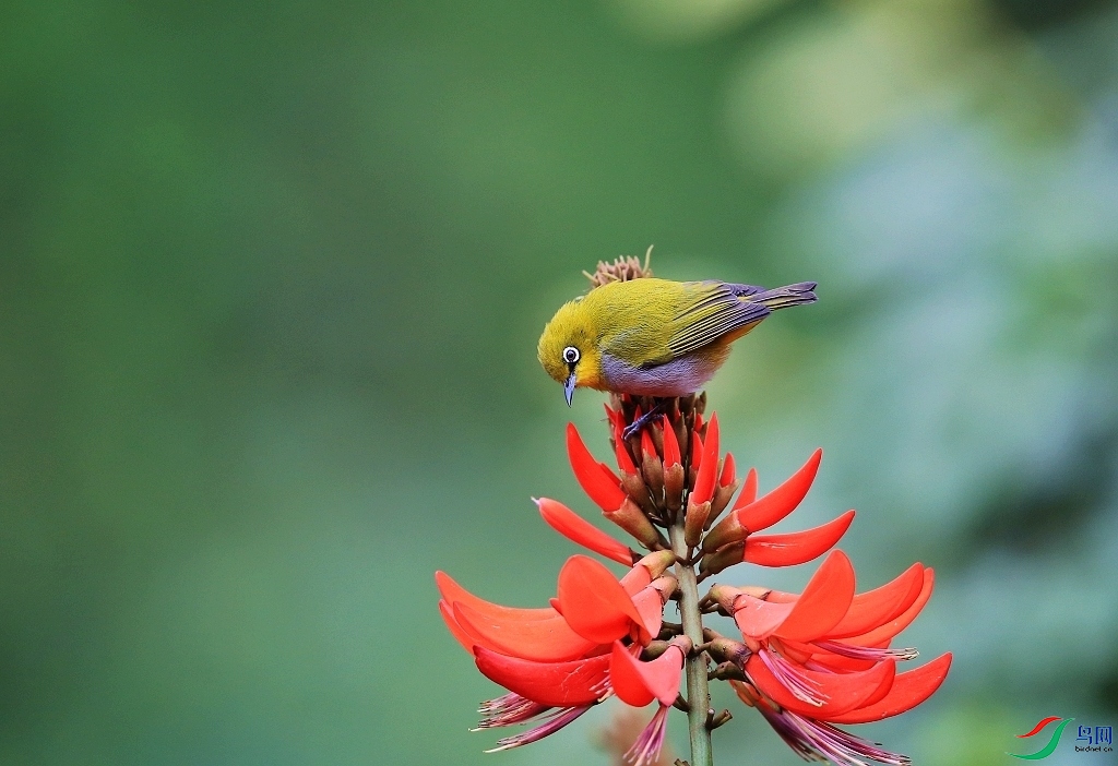 ���� IMGL2768���� ���˵�����1-5.JPG