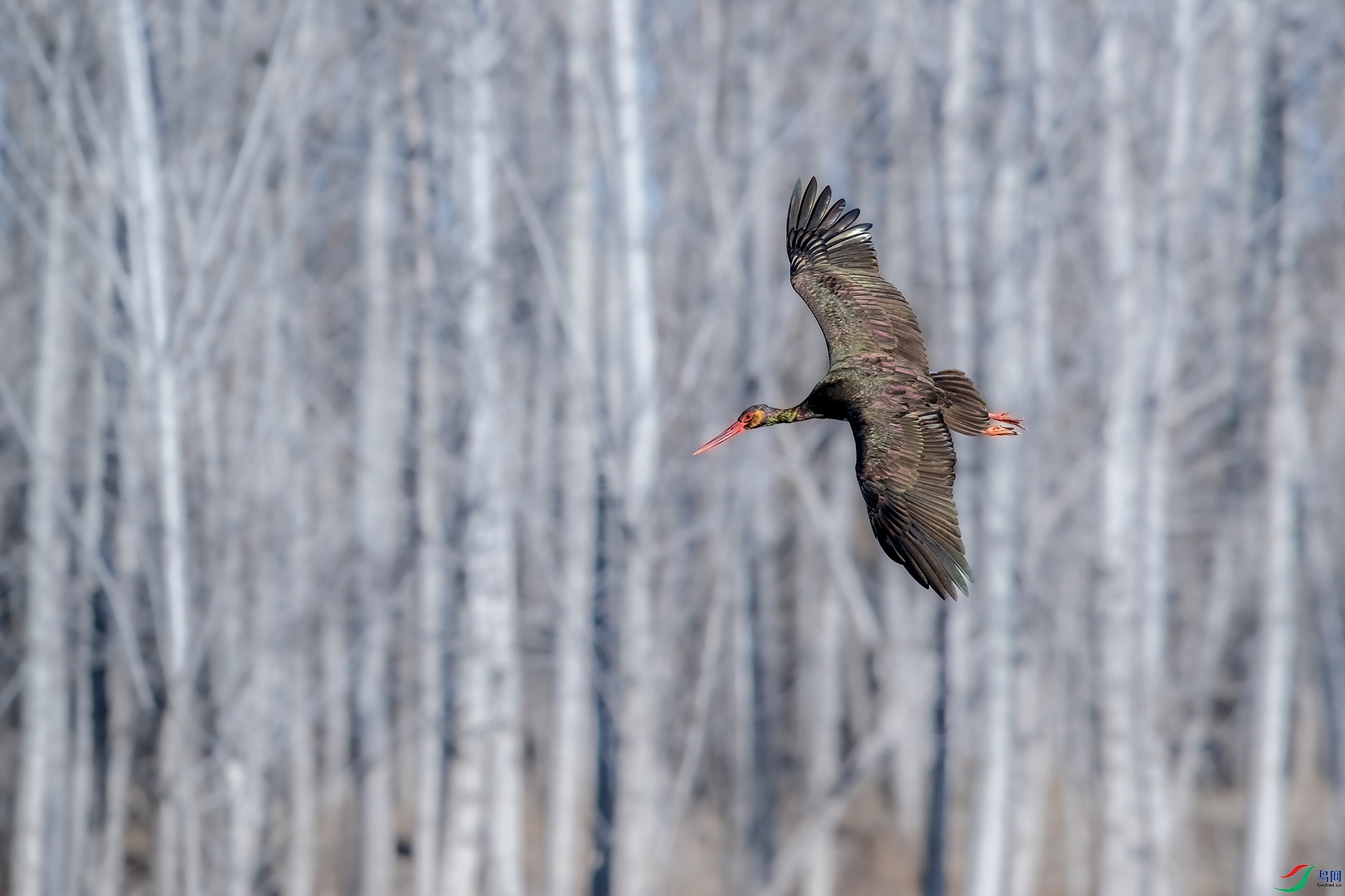 DSC_2163-.jpg