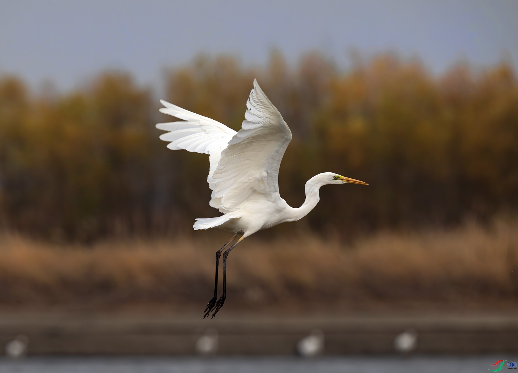 DSC_3709f.jpg