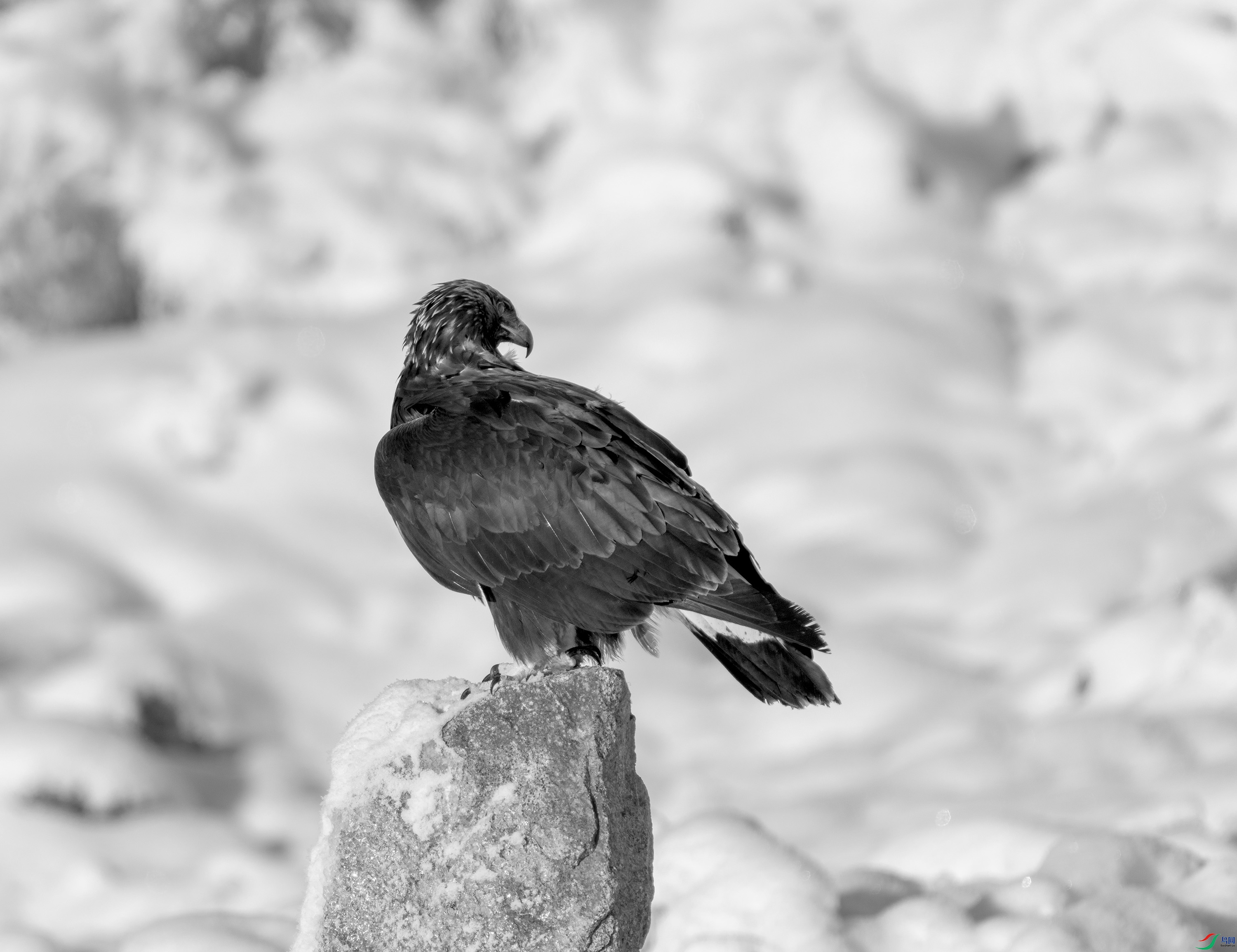 DSC02441 ����.jpg