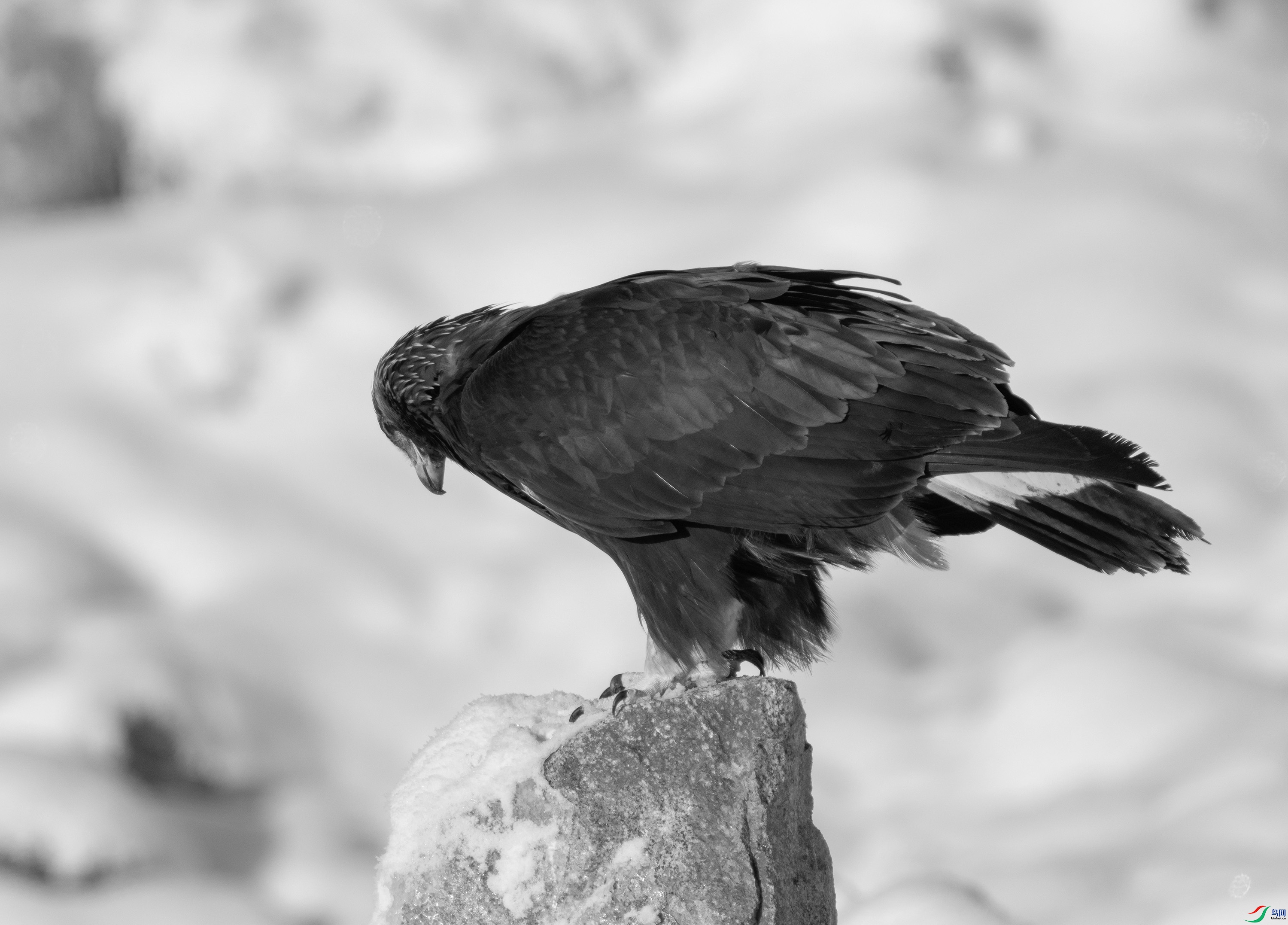 DSC02447 ����.jpg