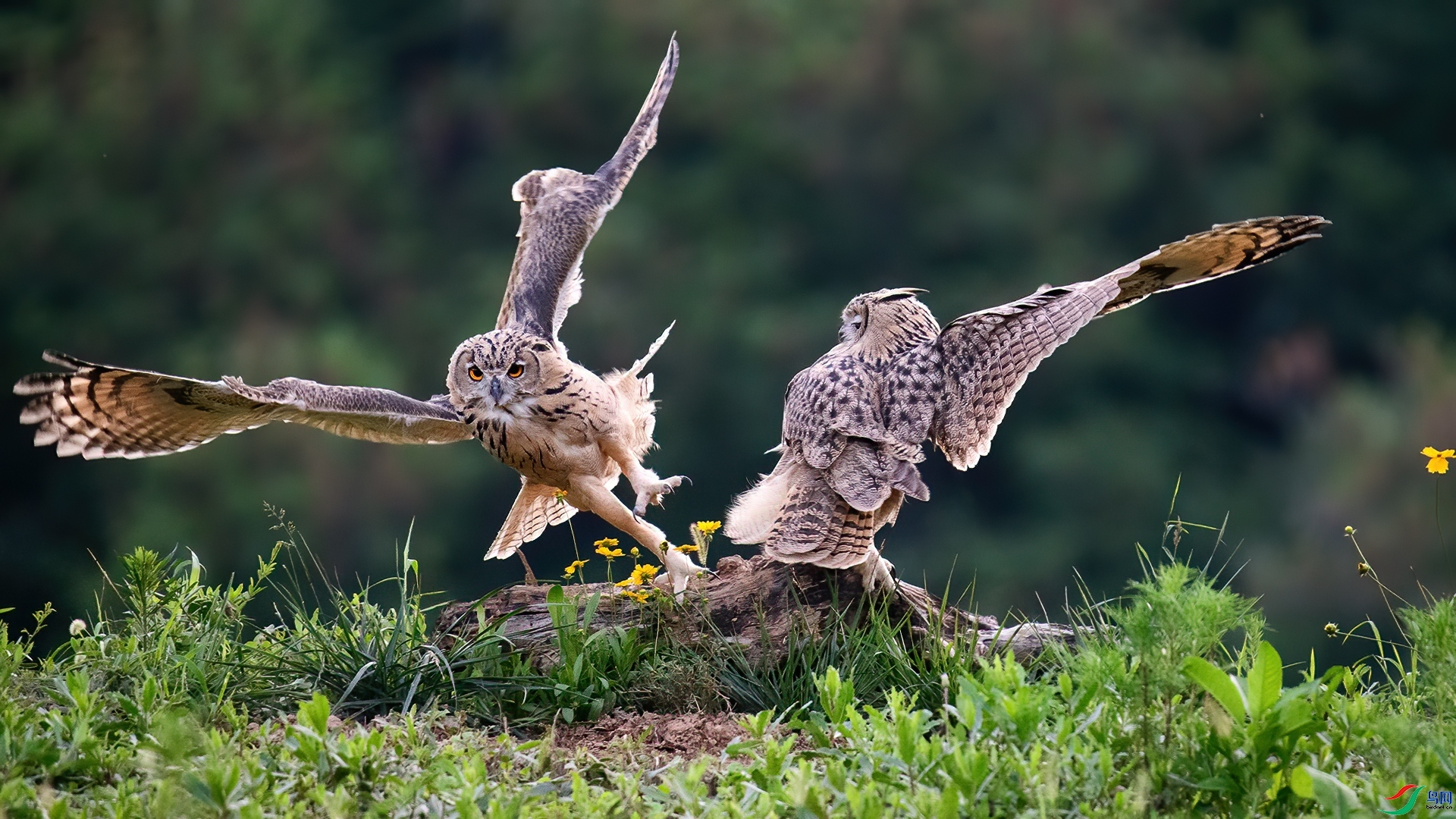 12.6 ɽ��ˮ����ʦ��Ʒ  ���ҿ���  �ٻ�2024��12��6�հ�����ҳ����.jpg