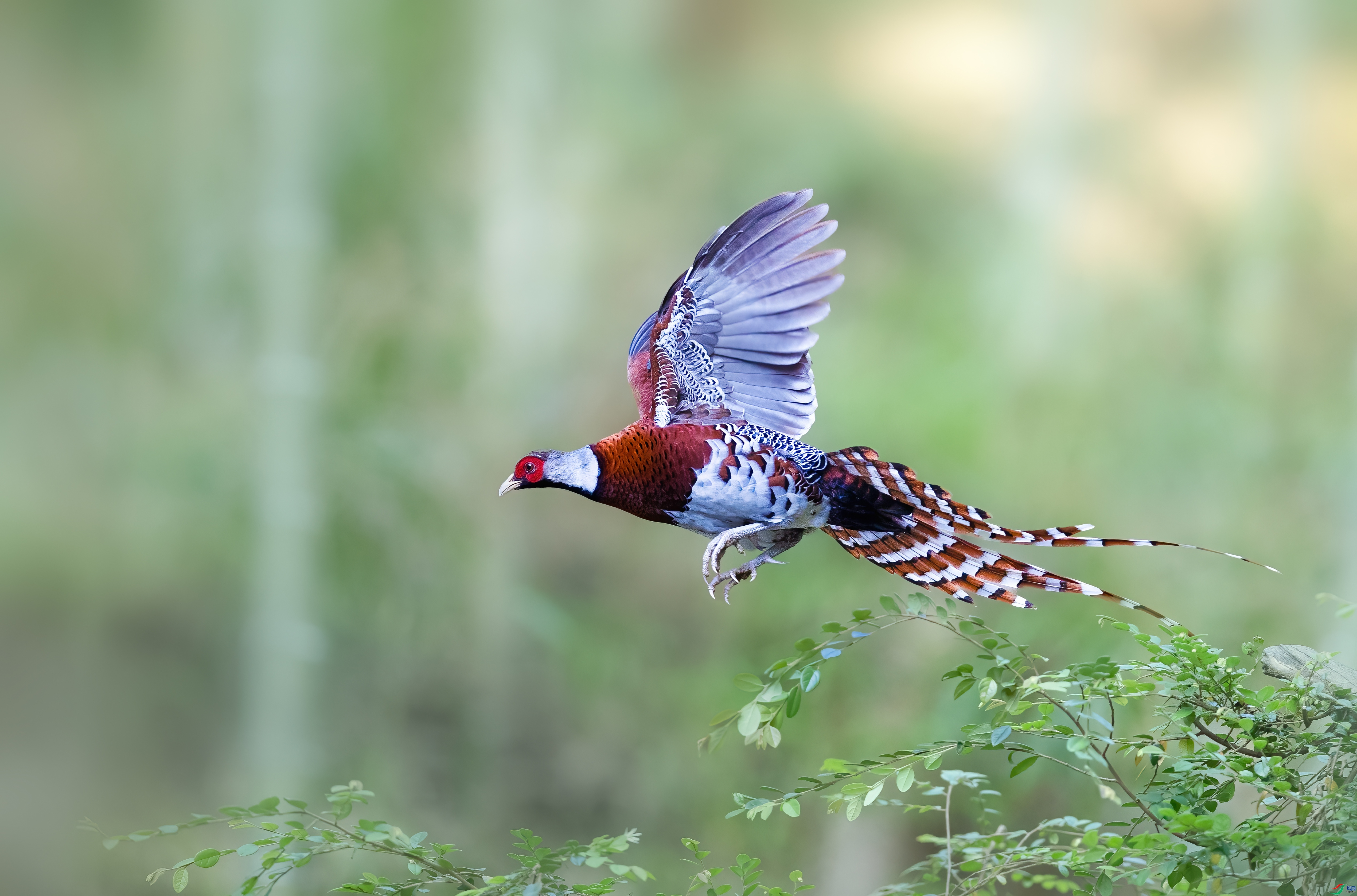 12.6 С������ʦ��Ʒ  ���ִ���  �ٻ�2024��12��6�հ�����ҳ����.jpg