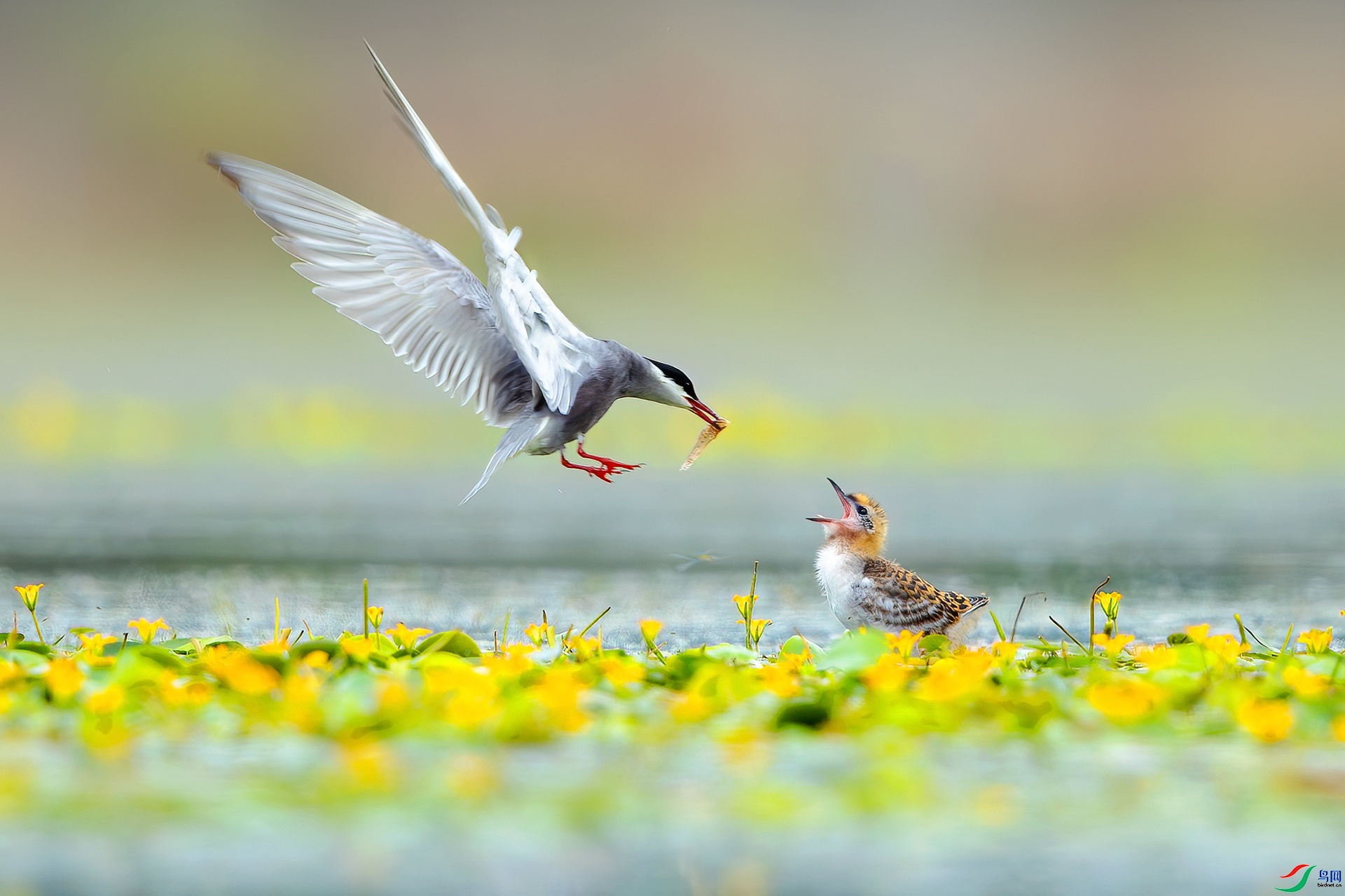 12.7 �ɵ���ʦ��Ʒ  ����  �ٻ�2024��12��7����Ӱʦ��ҳ����.jpg