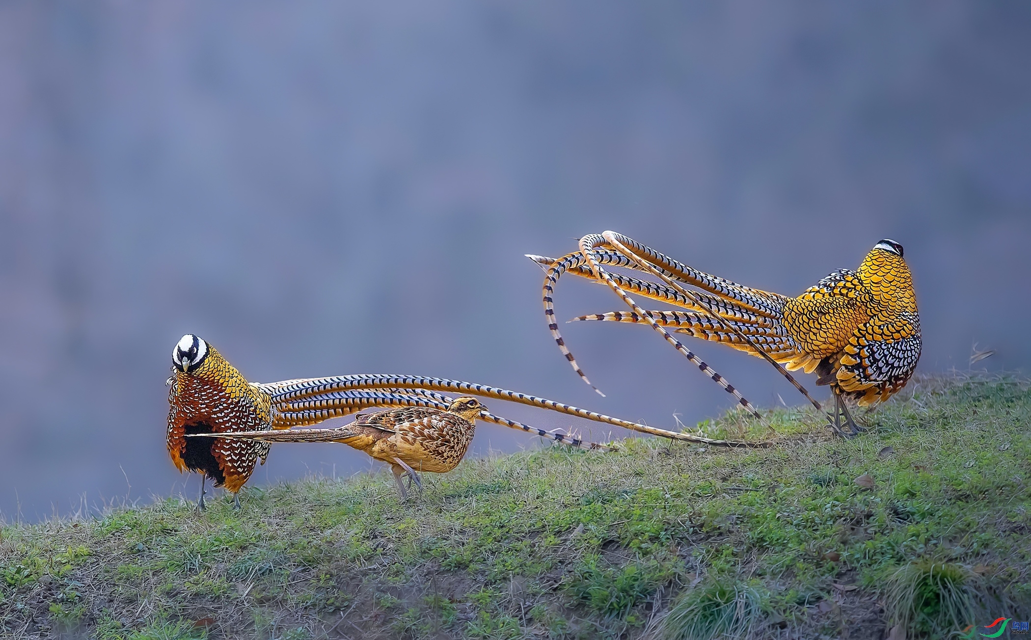 12.7 ����1183��ʦ��Ʒ  ��ĩ����  �ٻ�2024��12��7�ջ�Ա��ҳ����.jpg