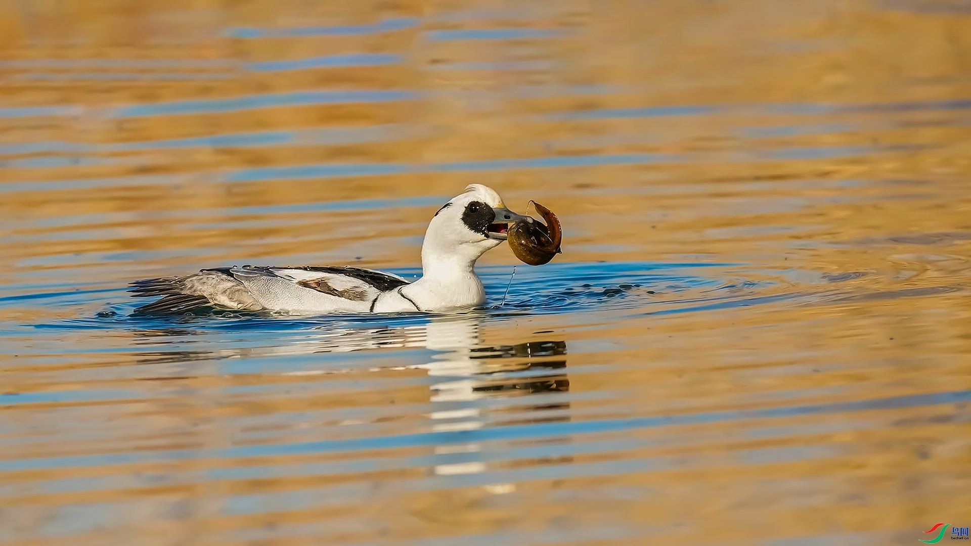 12.7 ��������ʦ��Ʒ  ��ͷ��ɳѼ  �ٻ�2024��12��7�ջ�Ա��ҳ����.jpg