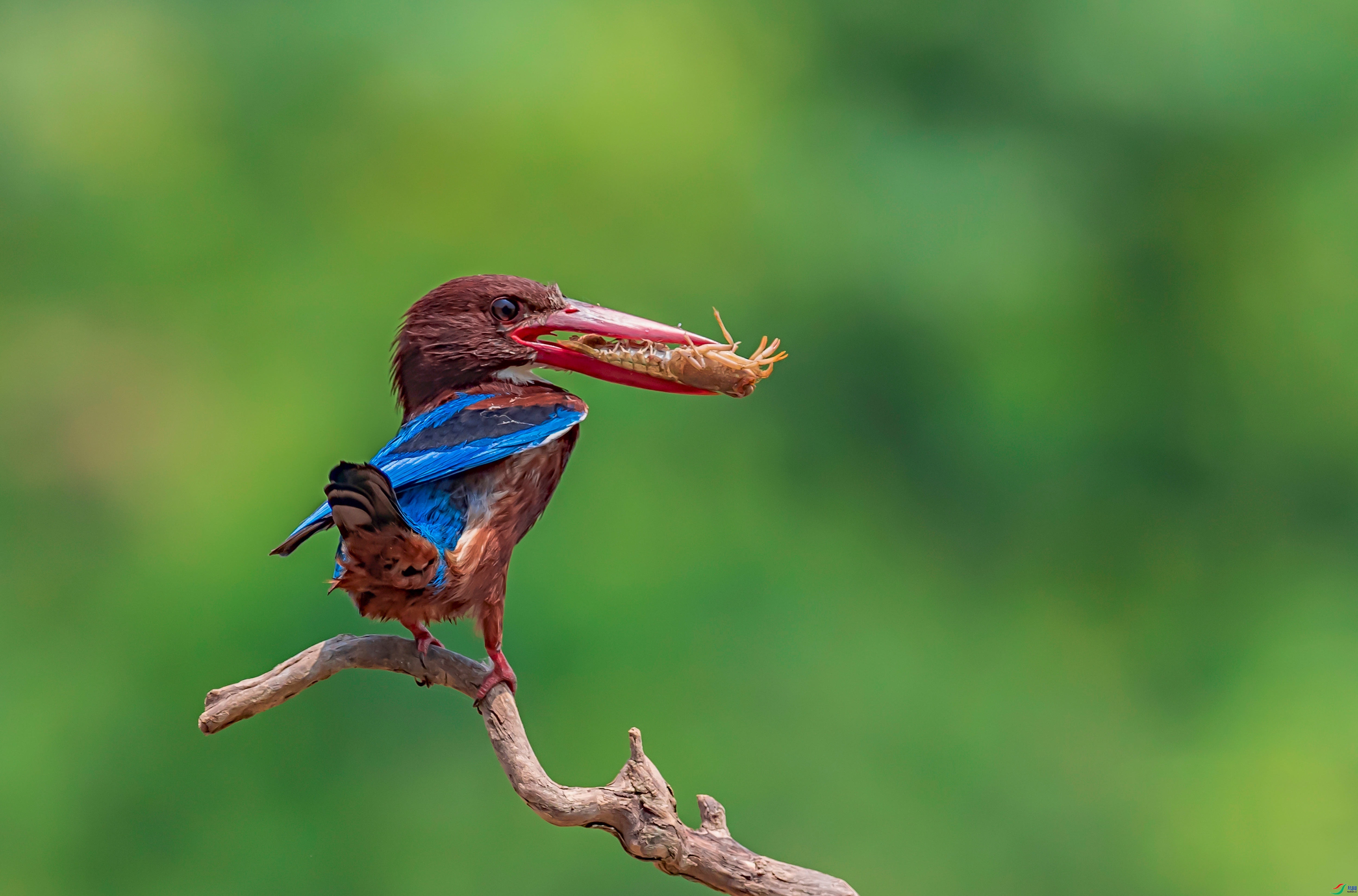 12.7 ��������ʦ��Ʒ  ����С��Ϻ  �ٻ�2024��12��7��������ҳ����.jpg