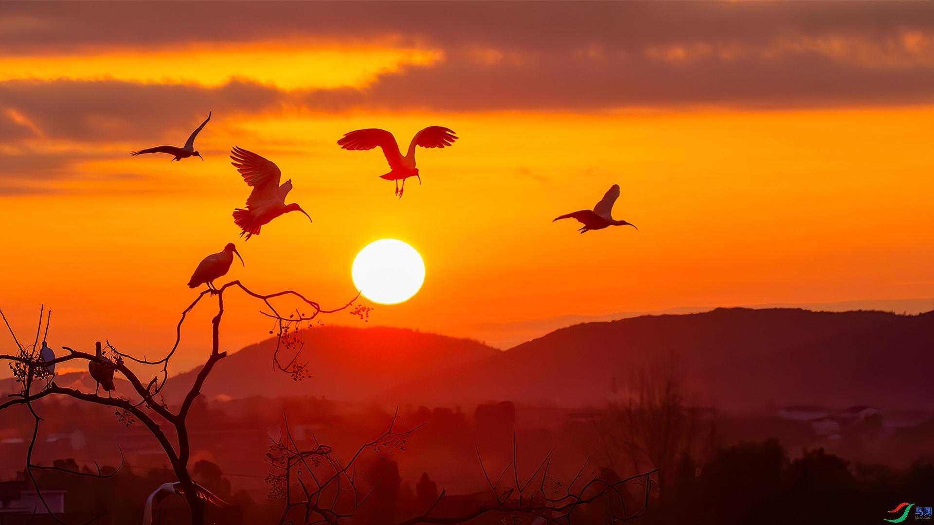 12.8 �ɵ���ʦ��Ʒ  ����   �ٻ�2024��12��8����Ӱʦ��ҳ����.jpg