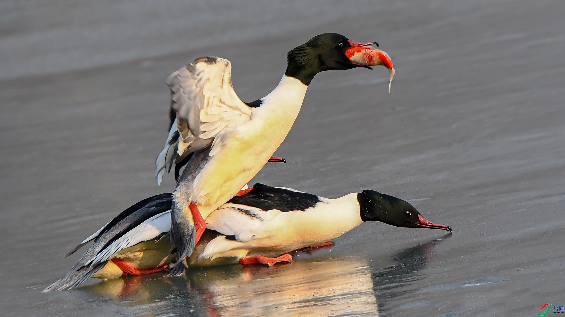 12.8 ��Ҷ98��ʦ��Ʒ  �ʰ��·�  �ٻ�2024��12��8�ջ�Ա��ҳ����.jpg