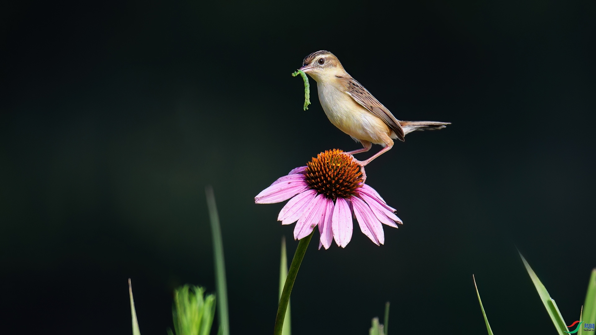 12.8 ����¥̨��ʦ��Ʒ  ����βݺ  �ٻ�2024��12��8��������ҳ����.jpg