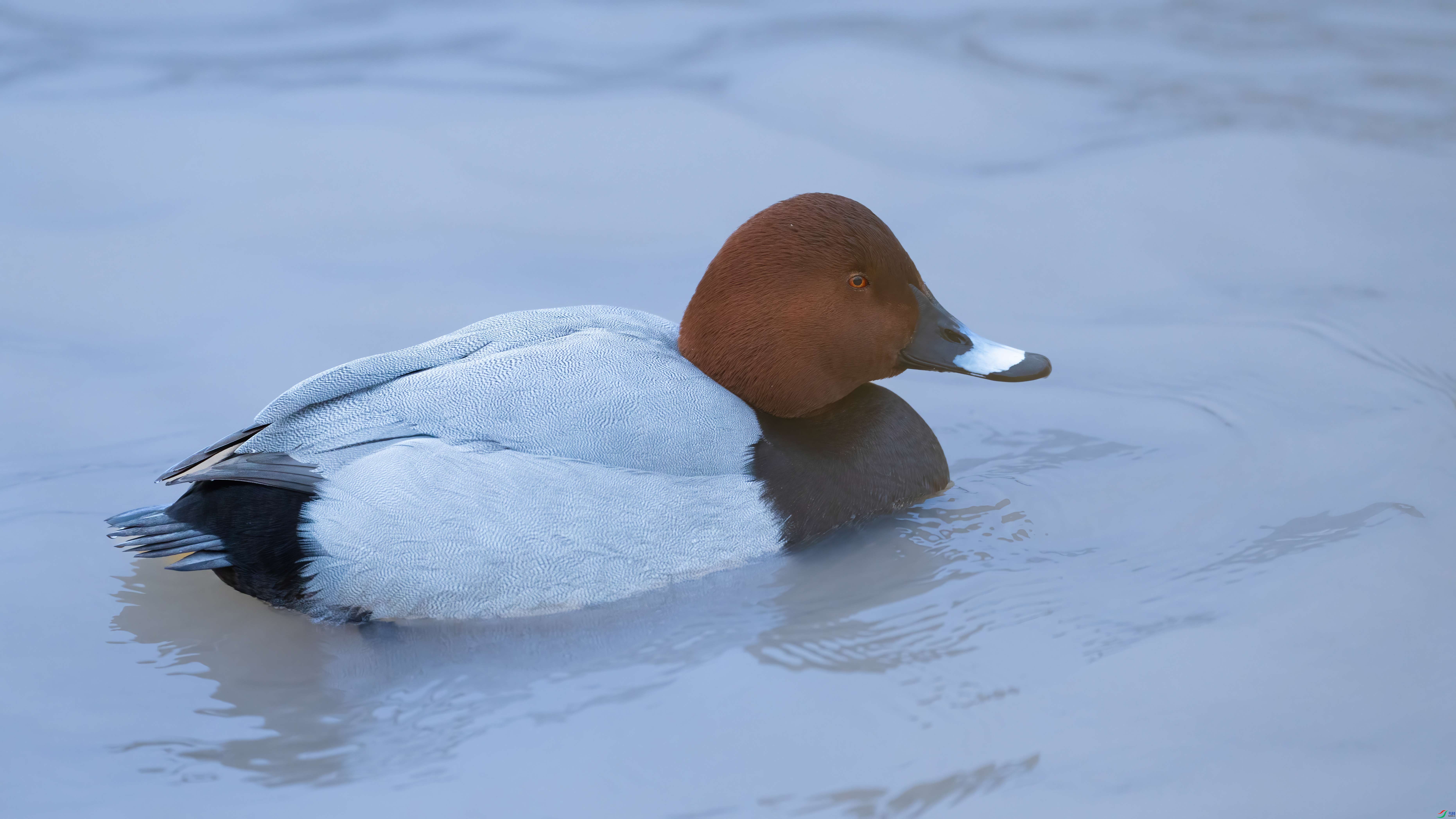 12.8 ����������ʦ��Ʒ  ��ͷǱѼ  �ٻ�2024��12��8����Ӱʦ��ҳ����.jpg