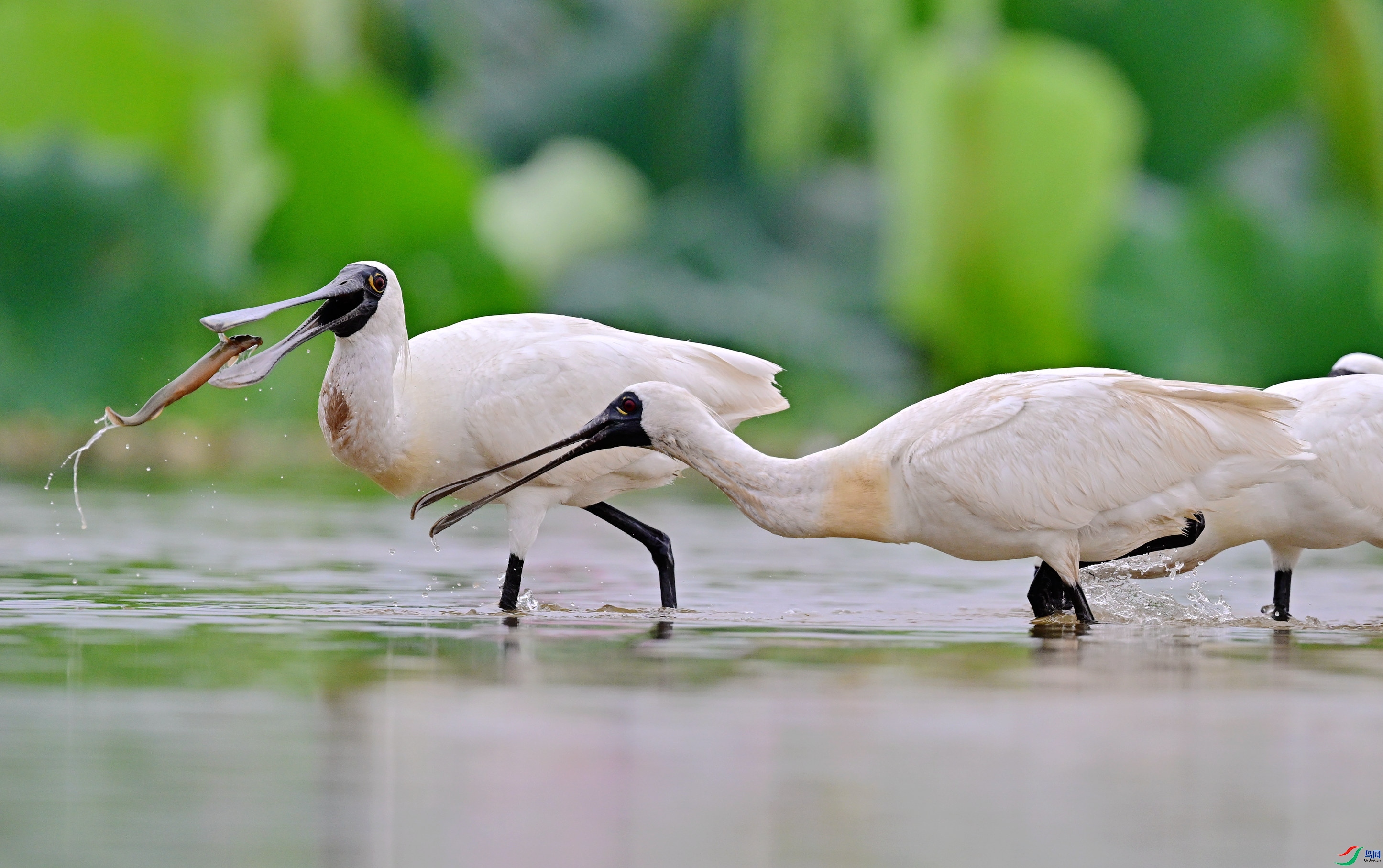 12.9 ����ʰͼ��ʦ��Ʒ  �۲�  �ٻ�2024��12��9�ջ�Ա��ҳ����.jpg