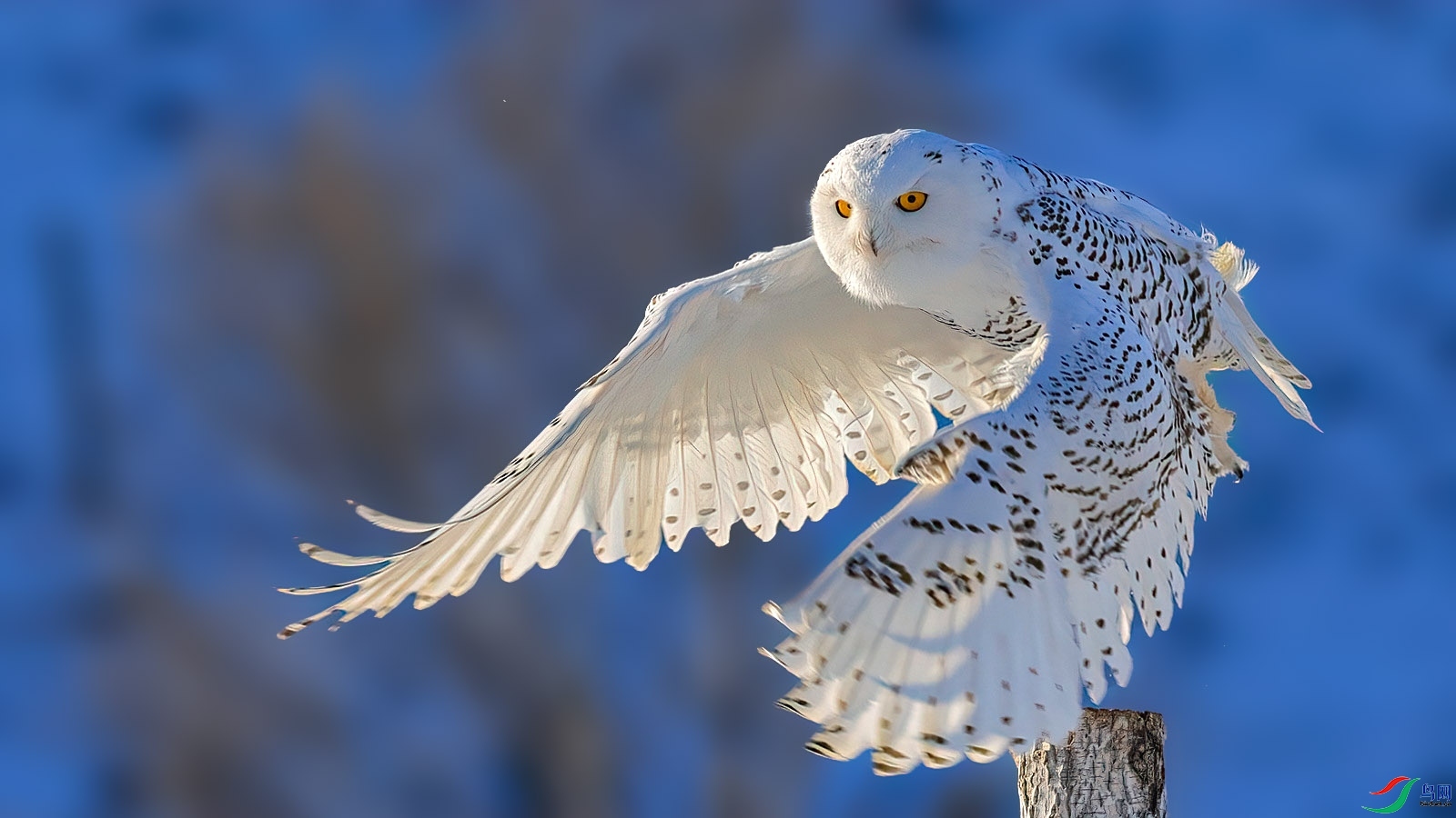 12.9 ������ʦ��Ʒ  ���---ѩ�^  �ٻ�2024��12��9����Ӱʦ��ҳ����.jpg