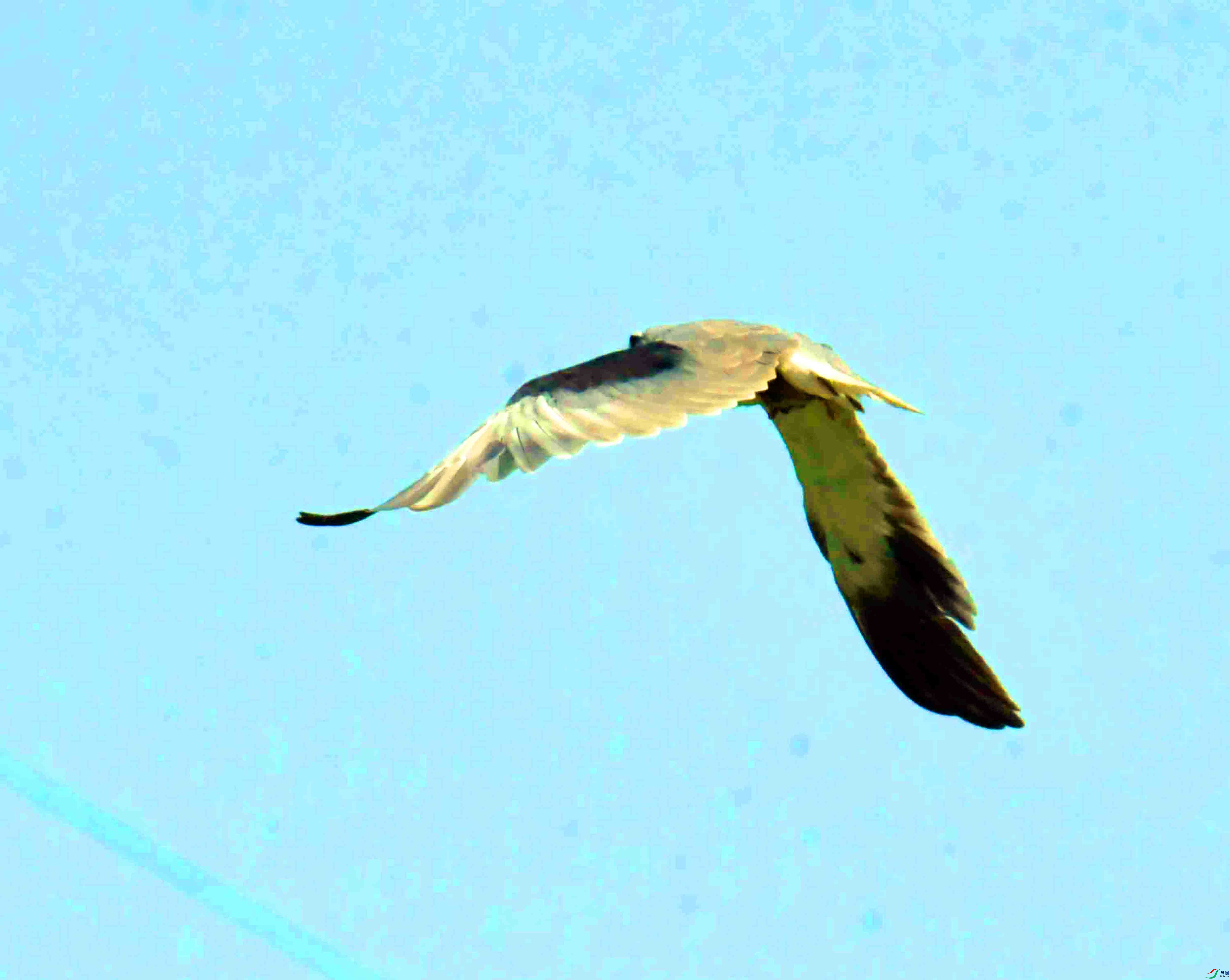 DSC_5917.JPG