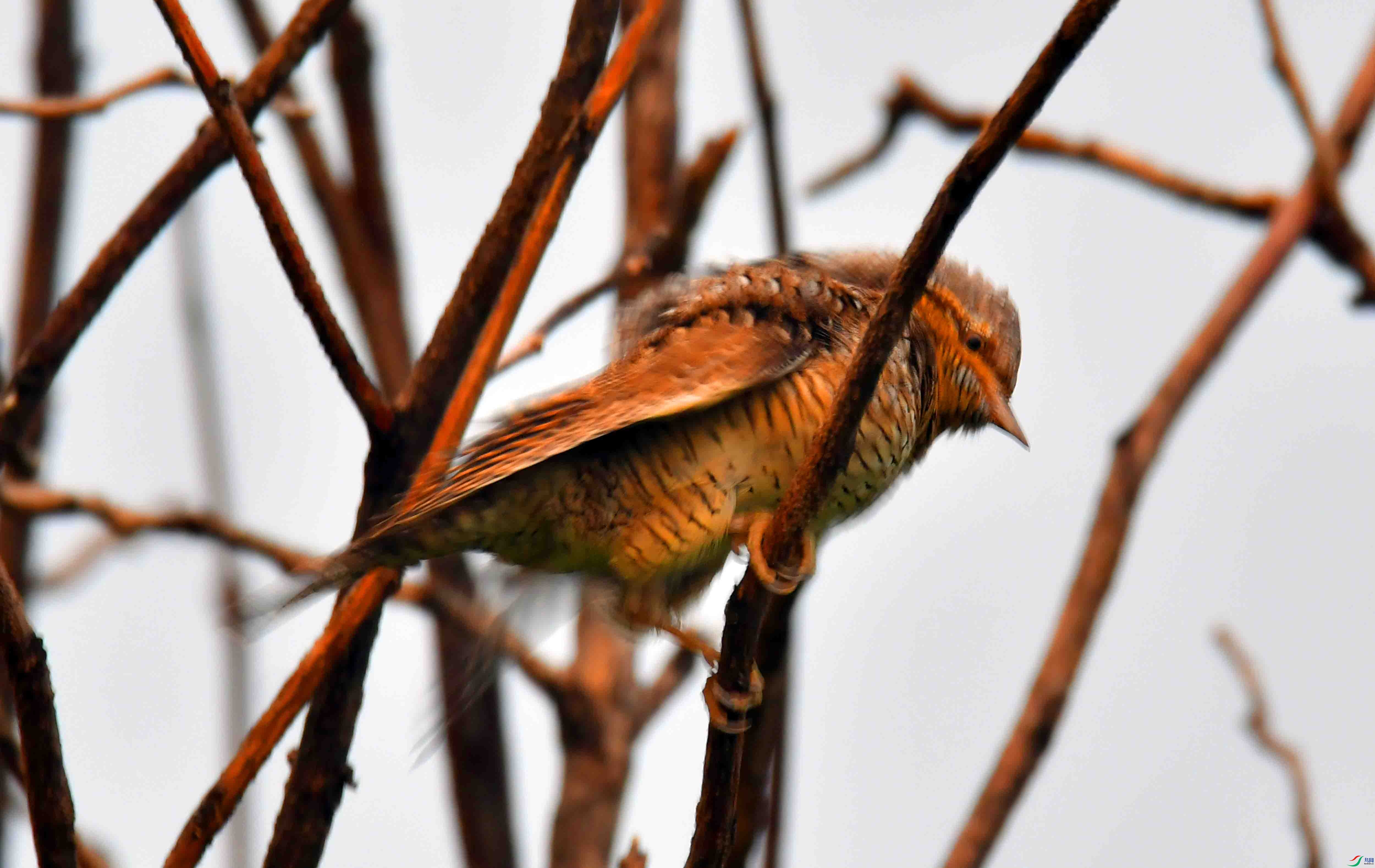 DSC_4294.JPG