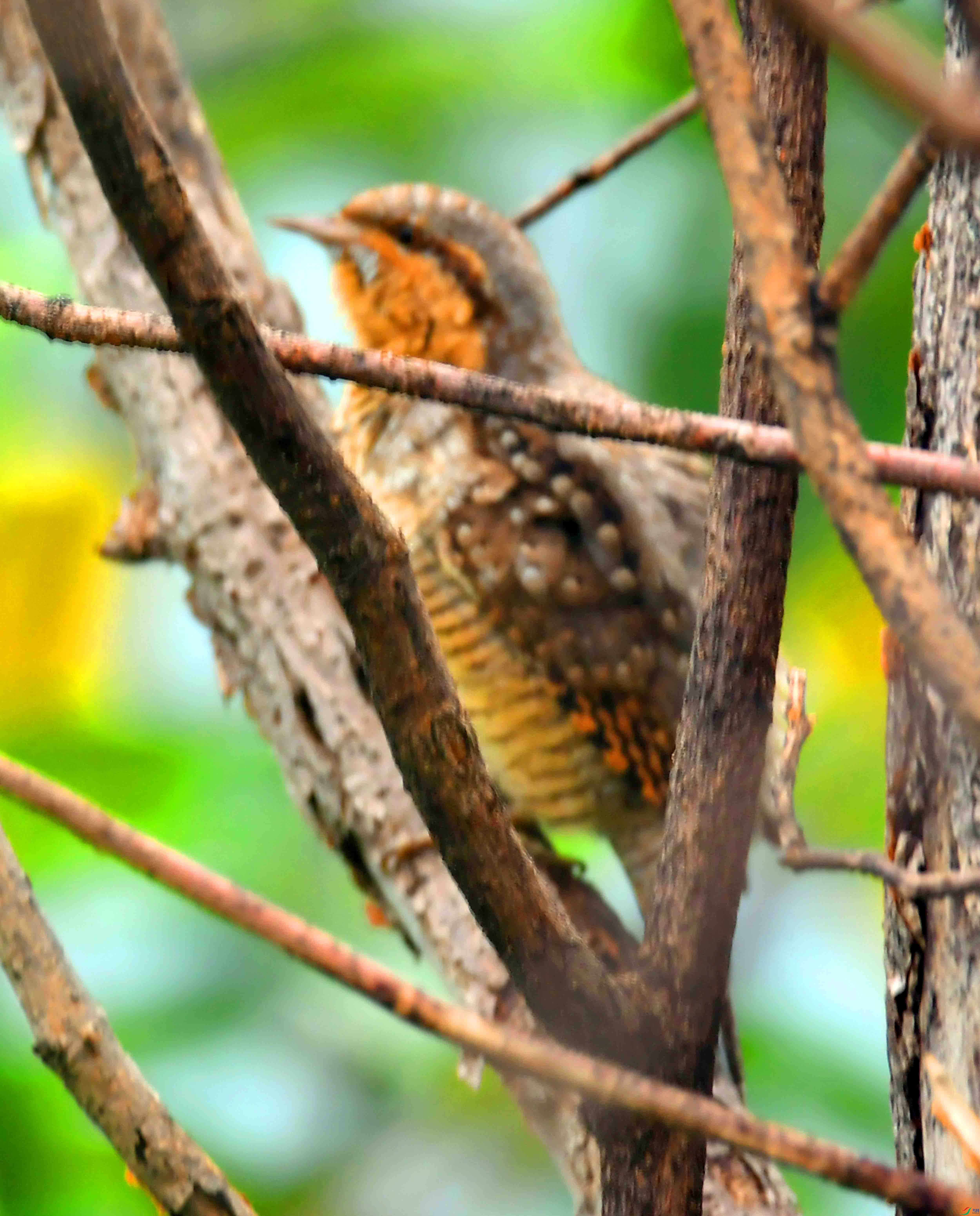 DSC_4332.JPG